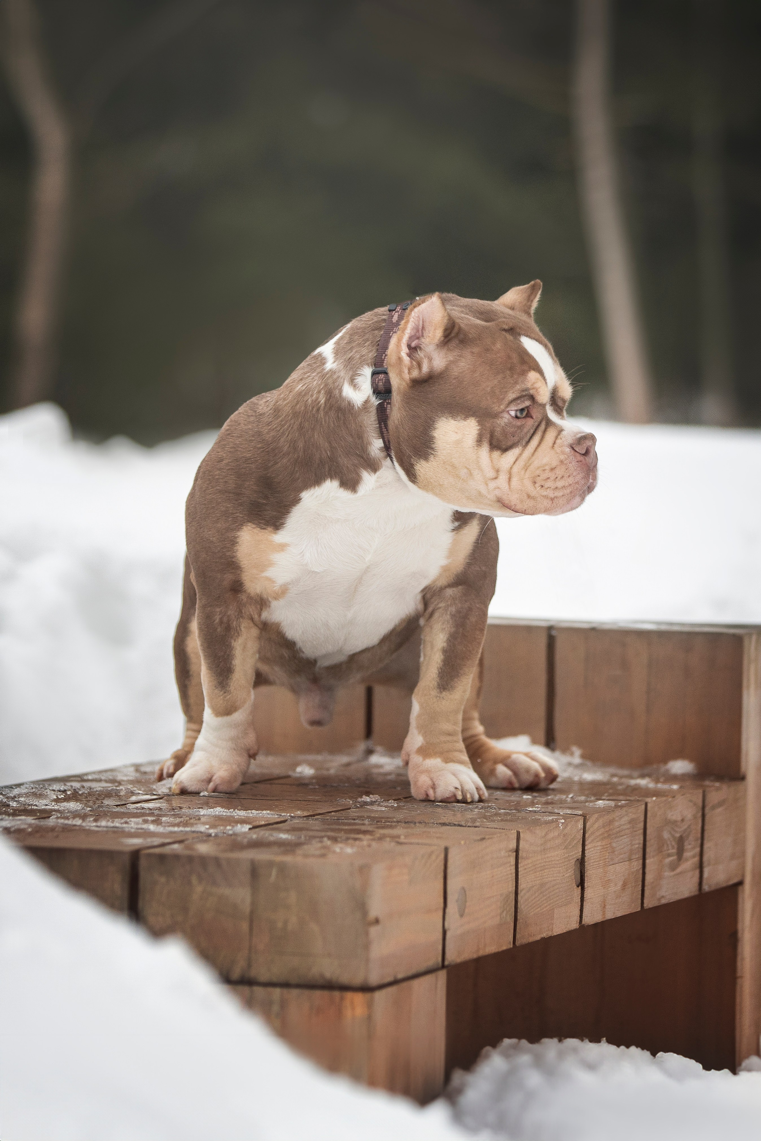 Американские булли. Фотограф анималист в Москве Майорова Евгения