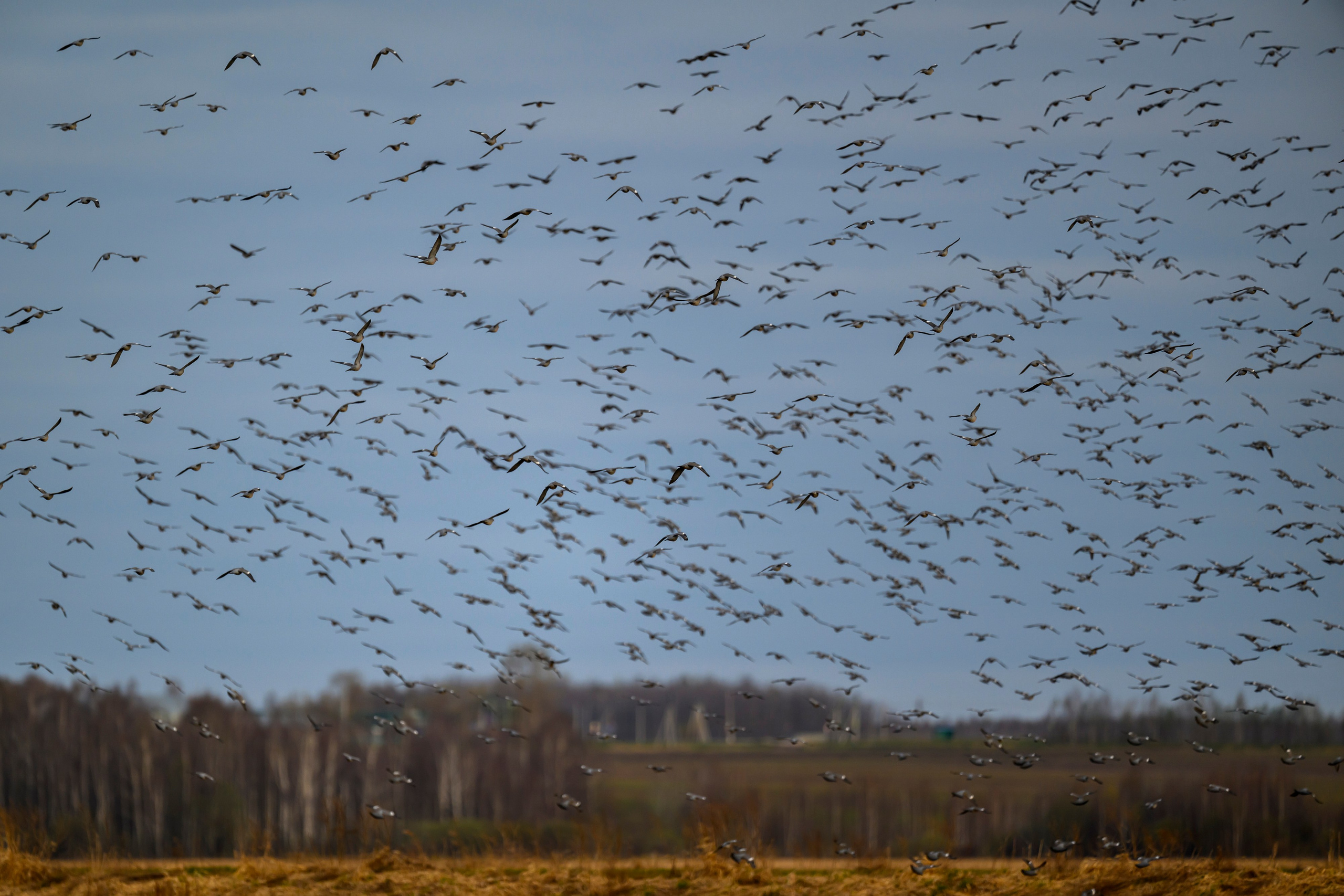 Вяхери. Фотограф Сергей Пупонин