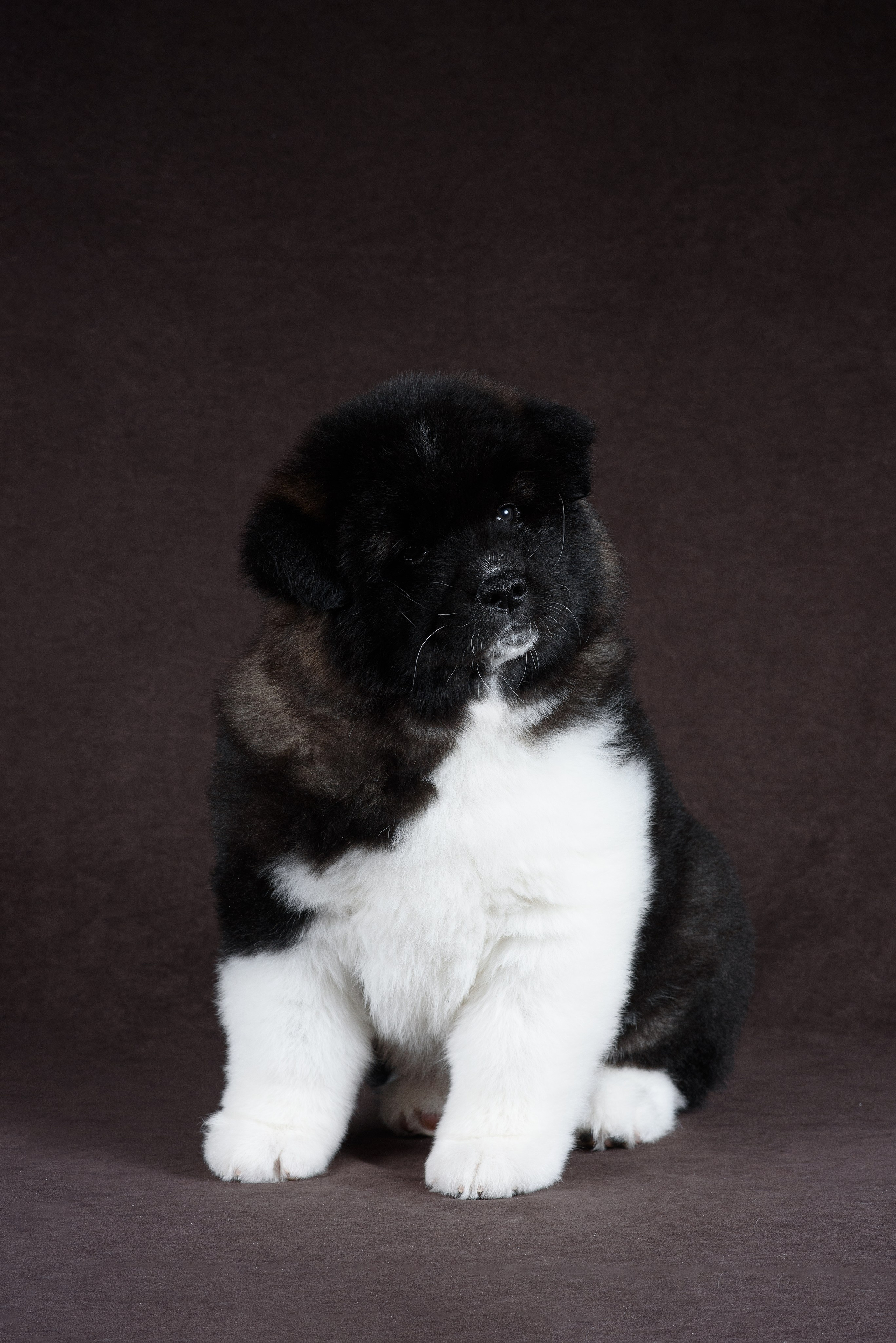 Щенки Американской Акиты (GRAND AMAK) Цезарь и Ника — 15.03.2024. Фотограф — Анималист | Анна Абрамова