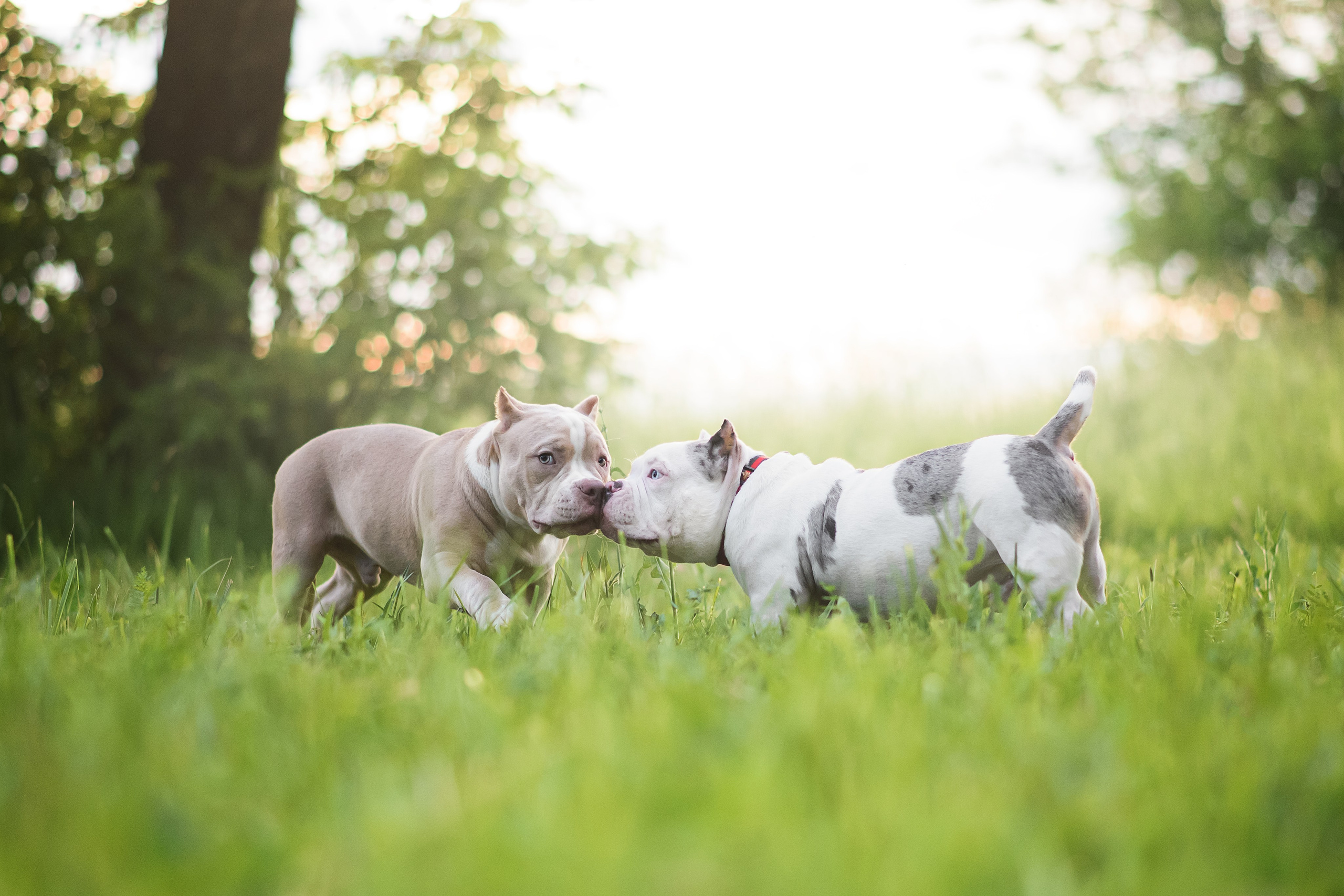 Щенки Американского Булли — 15.06.2024. Фотограф — Анималист | Анна Абрамова