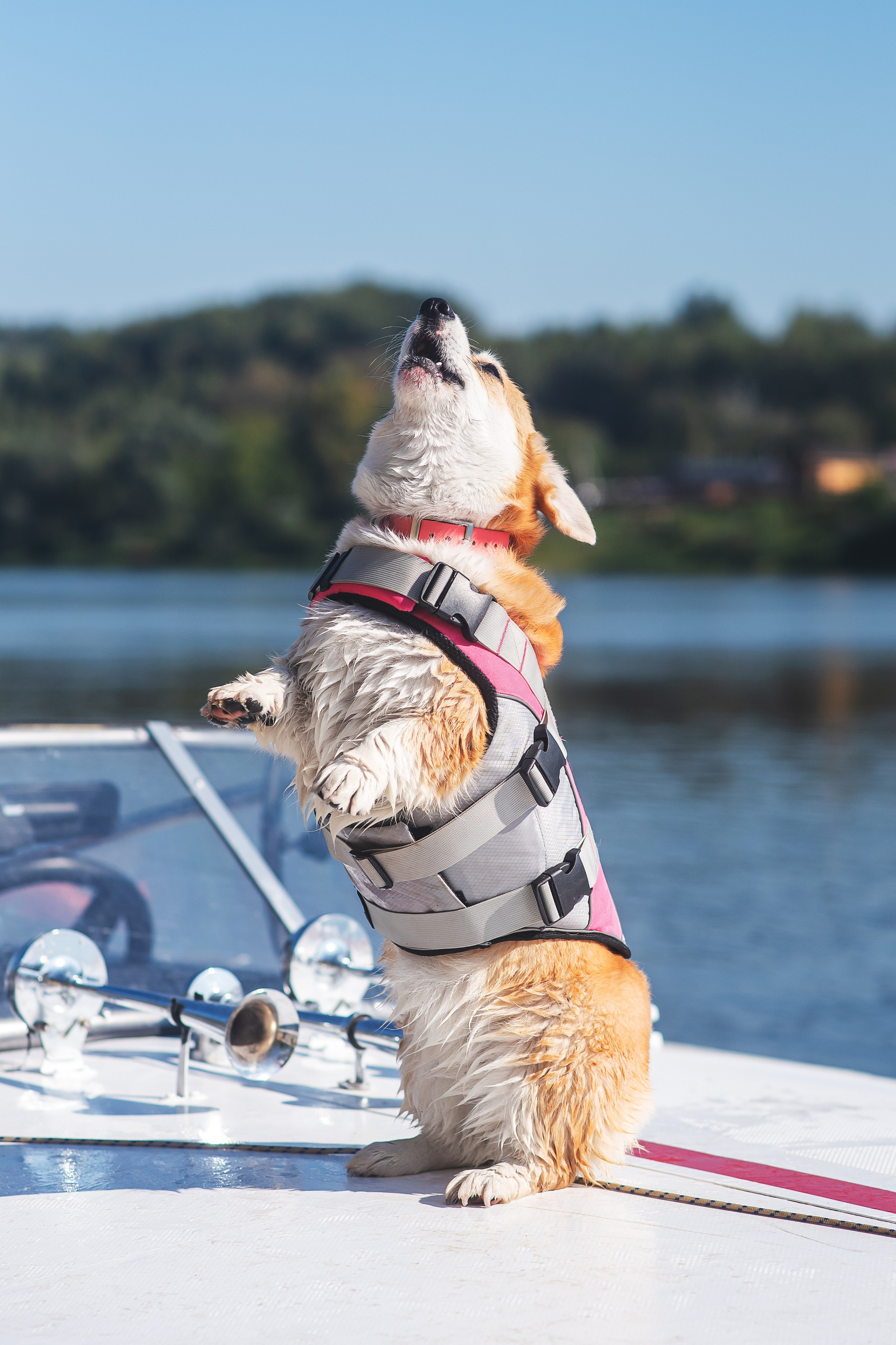 Майк и Лея — 29.08.2024. Фотограф — Анималист | Анна Абрамова