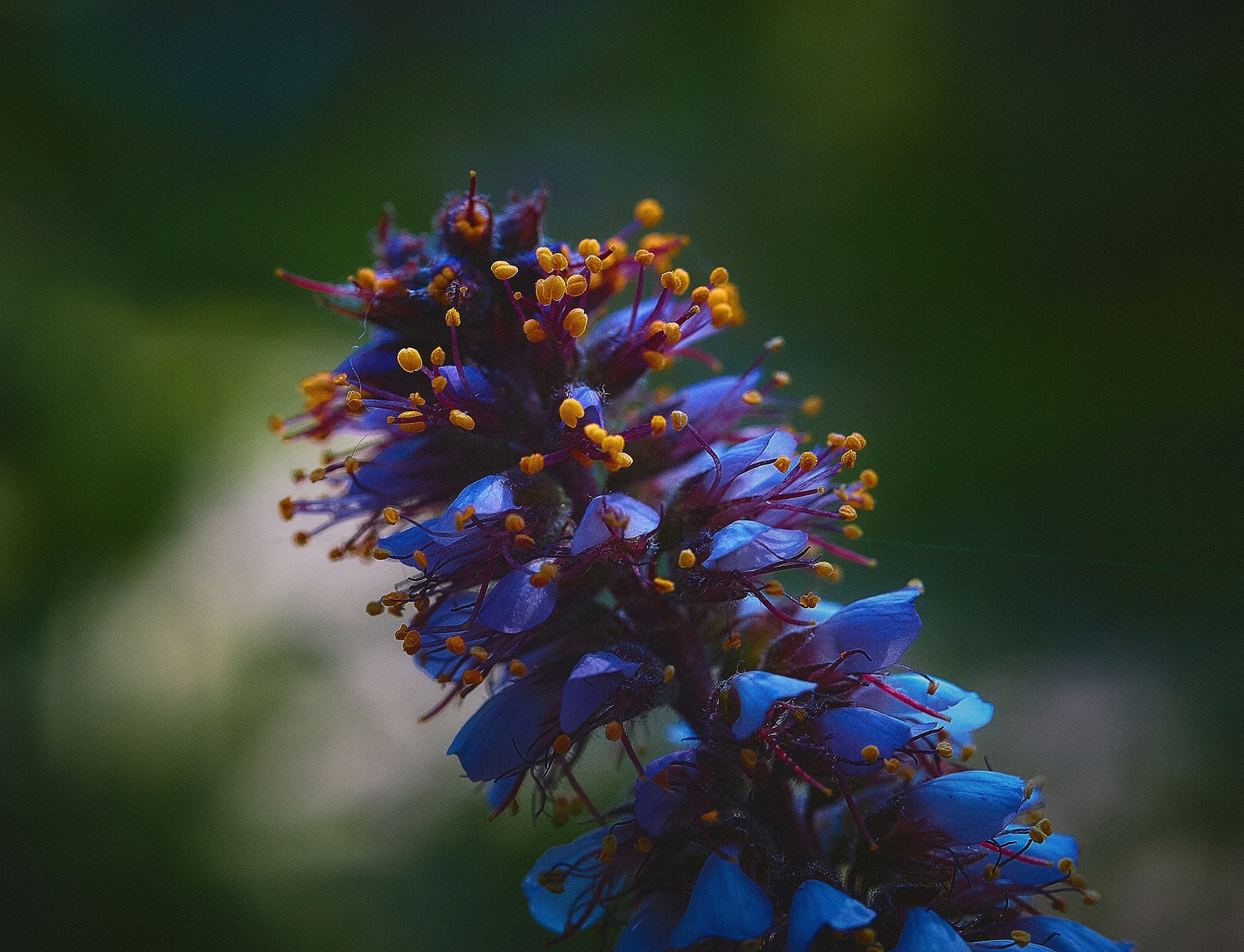 Фотосъемка на телефон. Международная онлайн-фотошкола Сергея Рожнова