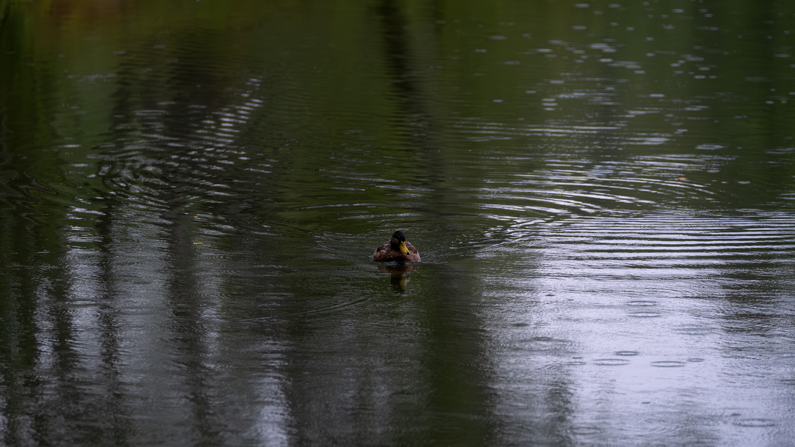 Фотограф в Москве
