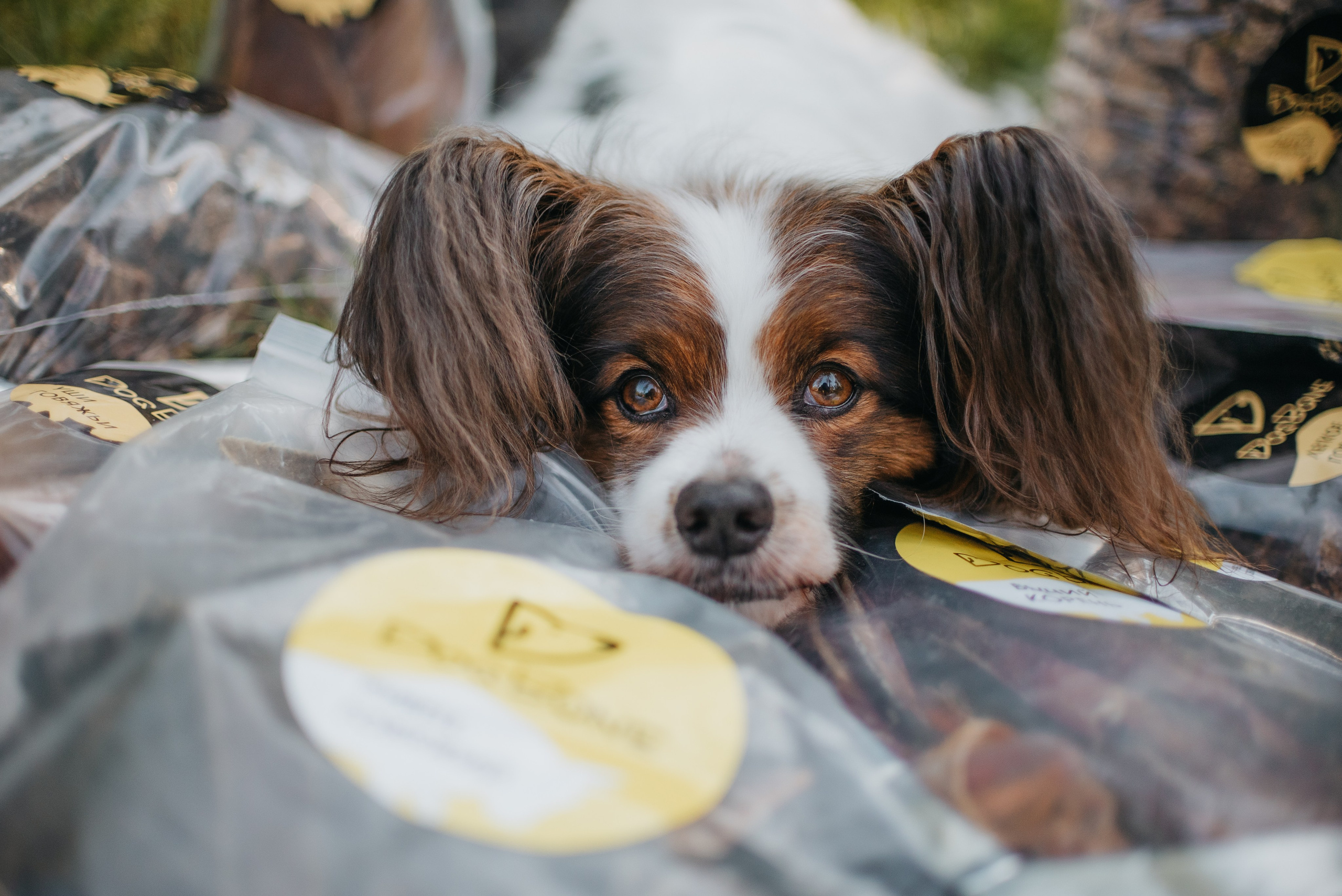 Dog Bone контент. Фотограф-анималист Валерия, Москва, Мытищи