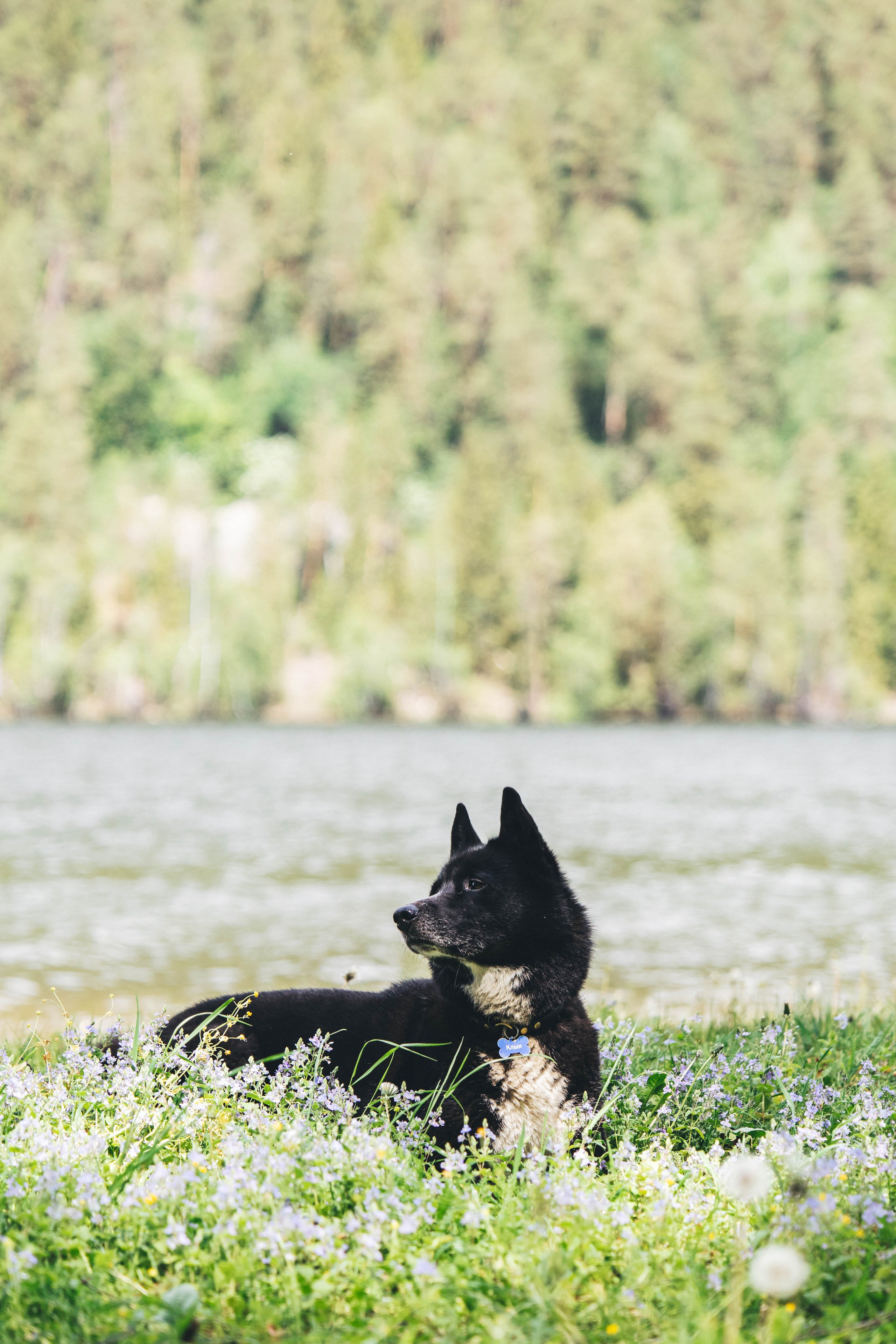 Ваши фотографии. Фотограф анималист Осипчикова Мария