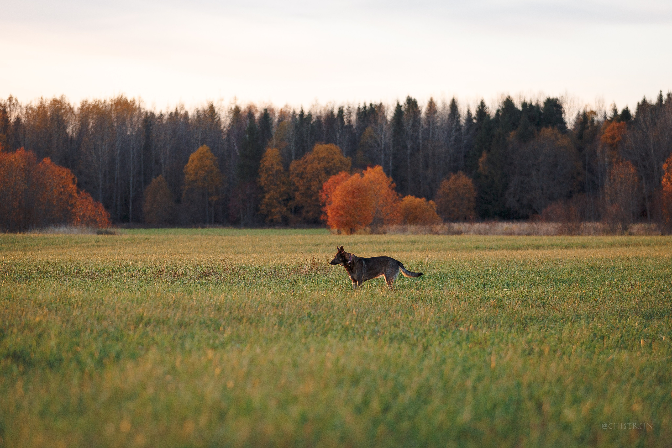 Октябрьский закат в полях. Алина и Лео. Фотограф-анималист Наталия Чистюхина в г. Сосновый Бор и ЛО