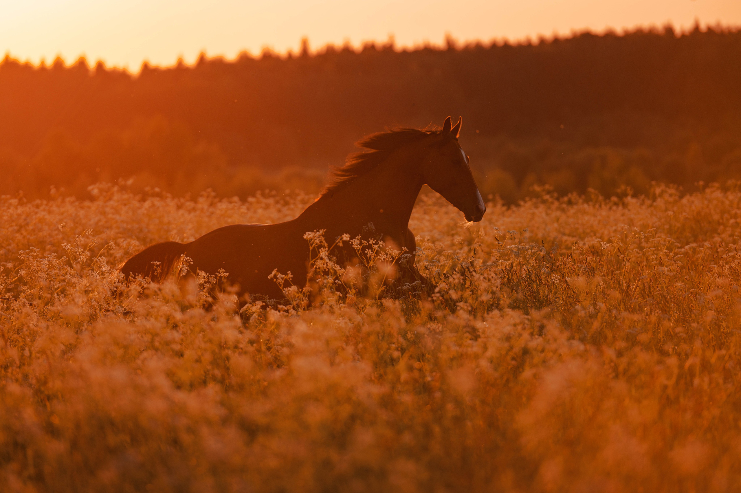 Ивори в закатных полях. Фотограф-анималист