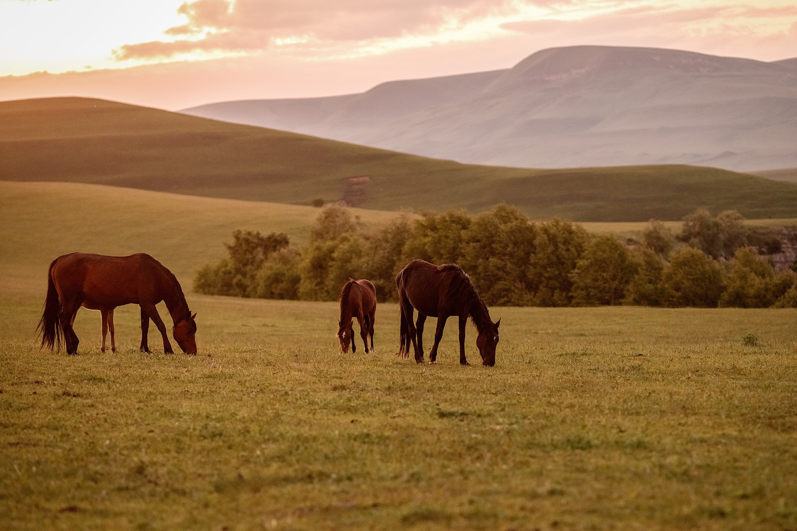 Майское закатное. BrisArts