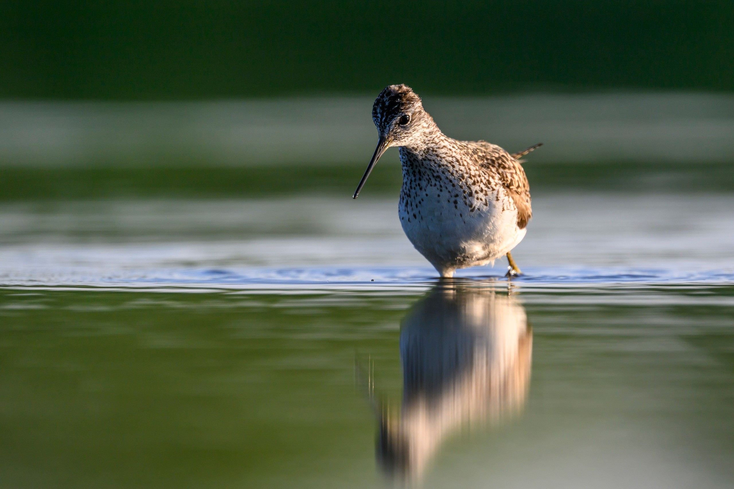 Птенец трясогузки, поручейник и фифи. Wildlife photography by Sergey Puponin