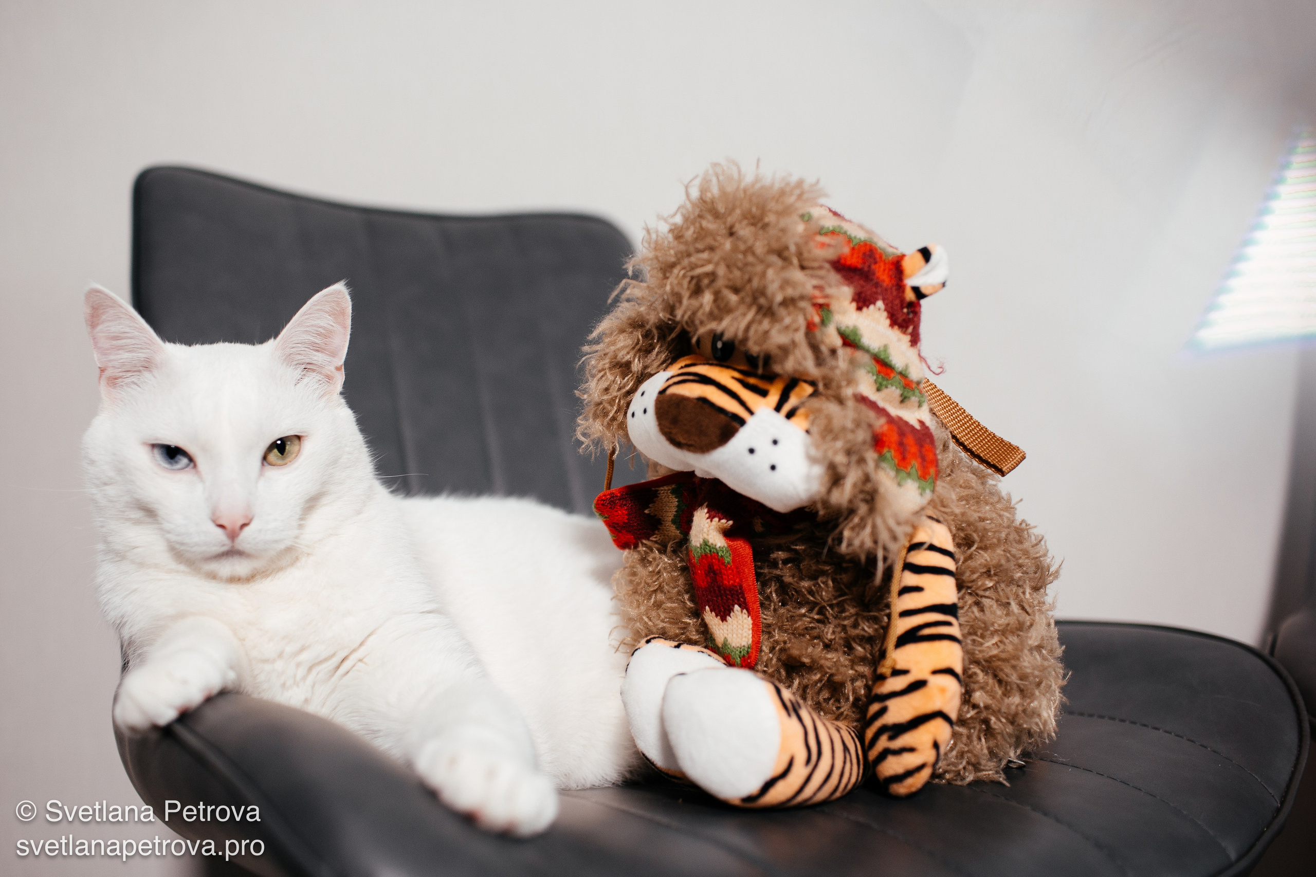 Белая кошка с мягкой игрушкой-тигром. Кошка и плюшевый тигр на кресле. Уютная фотосессия кошки с игрушкой. Белая кошка, тигрёнок-игрушка, кресло.Кошка и игрушка: домашний уют. Мягкая игрушка-тигр рядом с кошкой. Домашняя фотосессия: кошка и тигрёнок. Кошка на кресле с плюшевым другом. Плюшевый тигр и белая кошка в кадре. Уютный кадр: кошка с игрушкой-тигром.