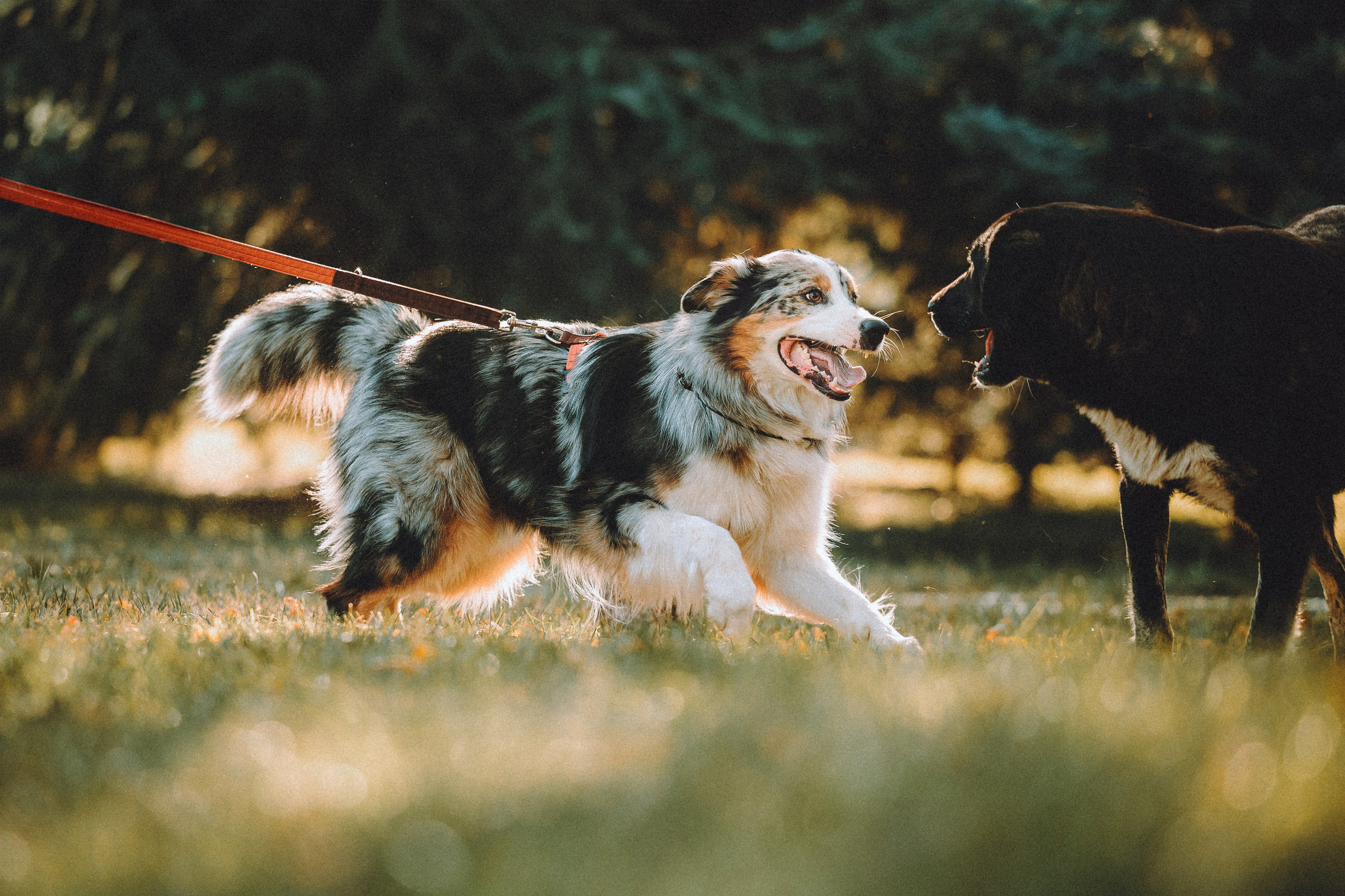 Саша, Рома и Один