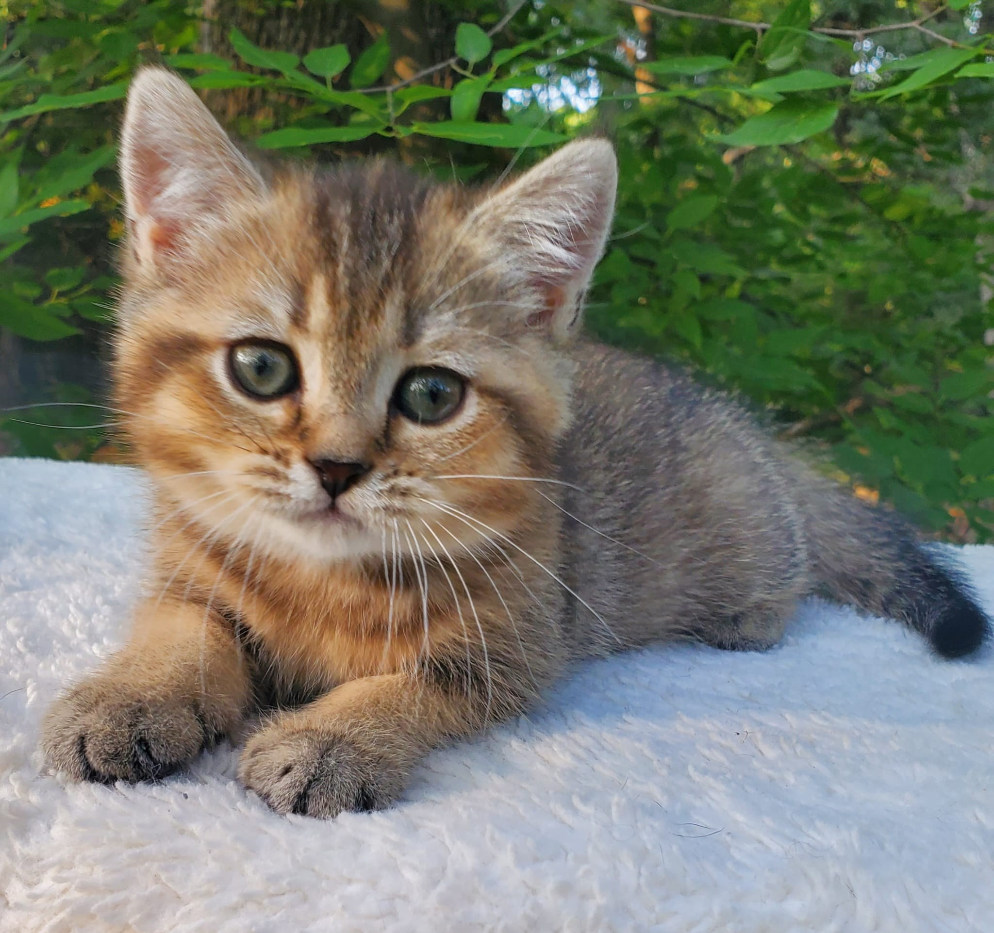 Mura, female, DB-04.07.25, sold. British shorhair Cats