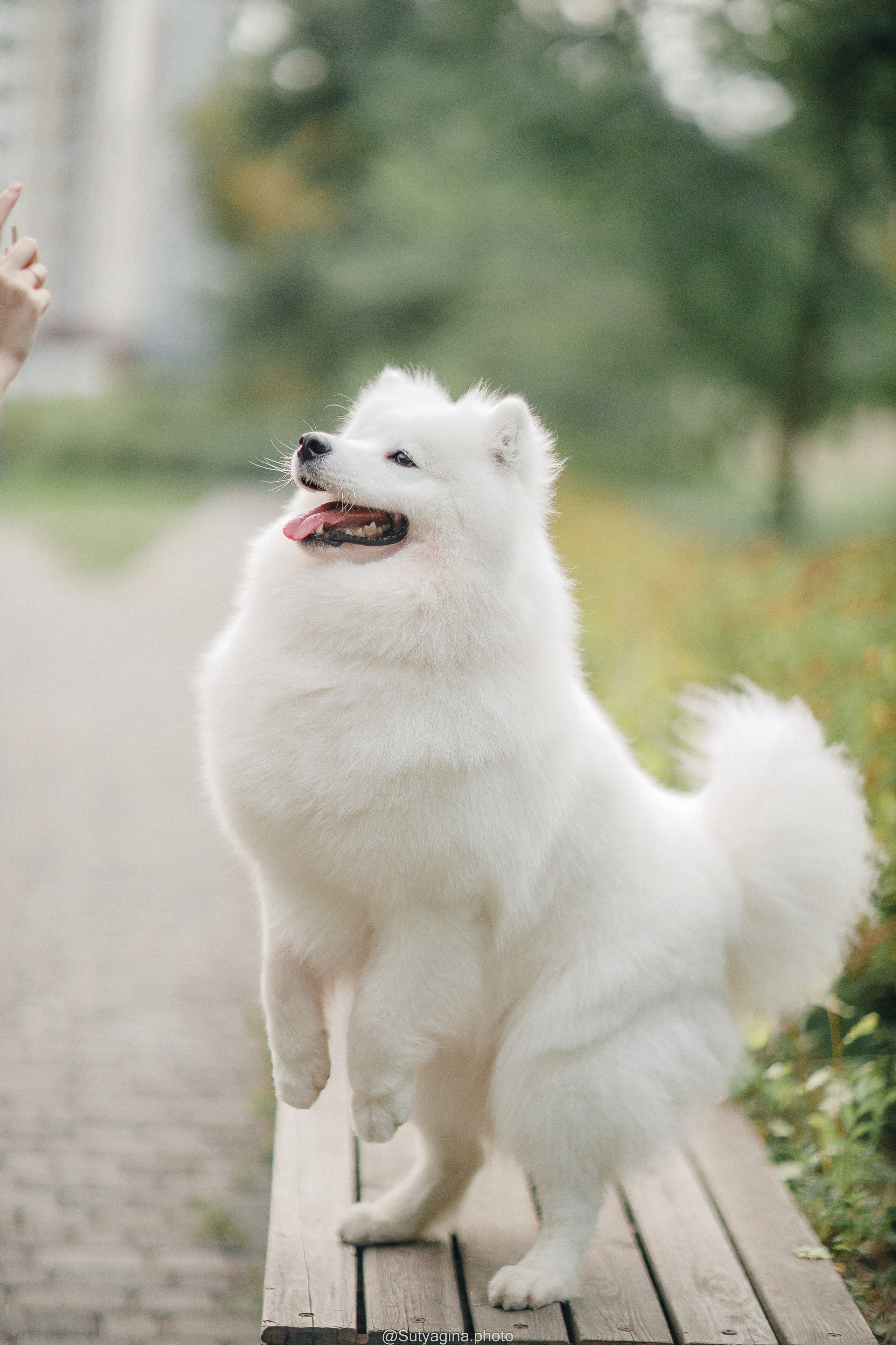Самоед Рея. Свадебный и женский фотограф