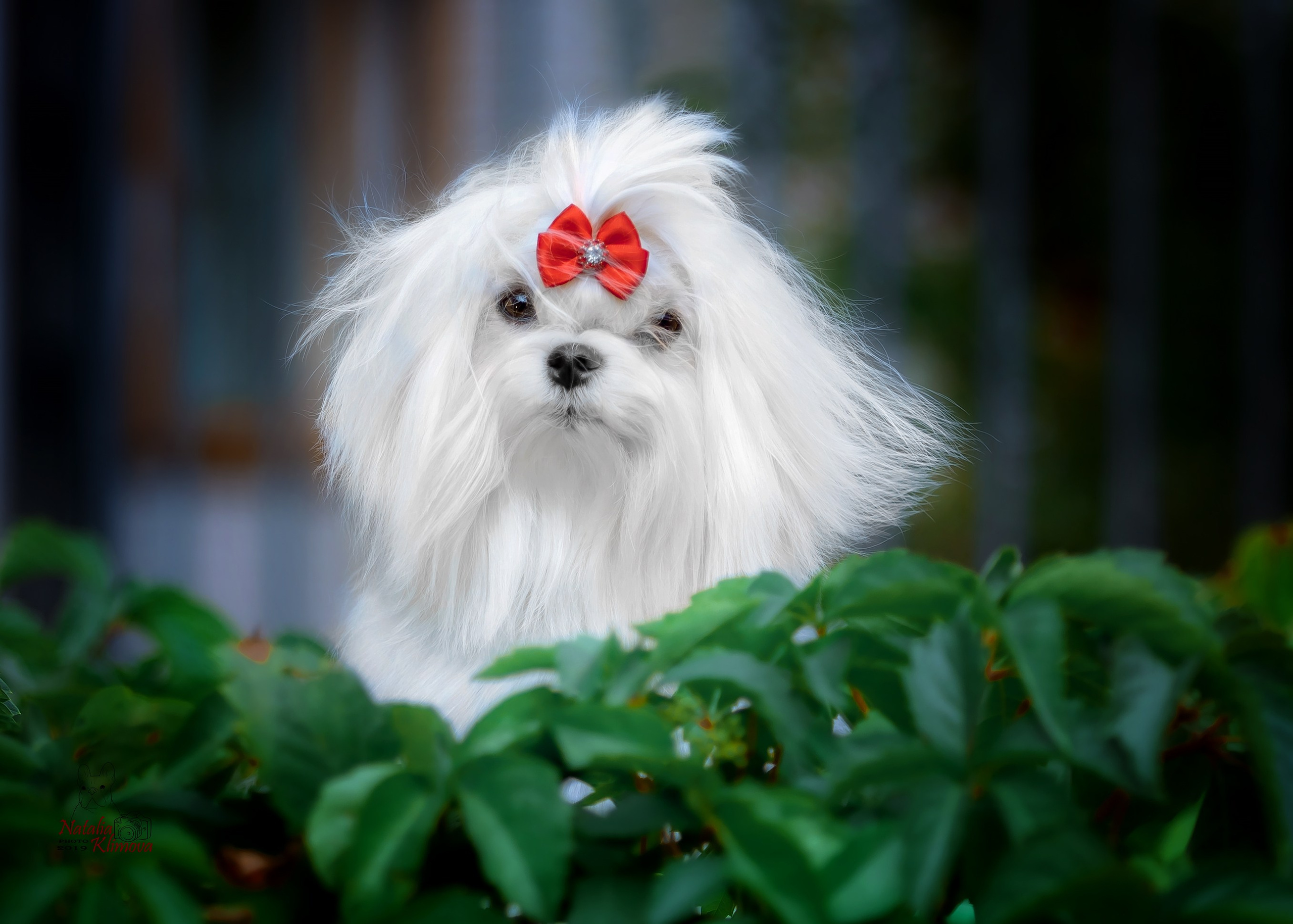 Разные породы