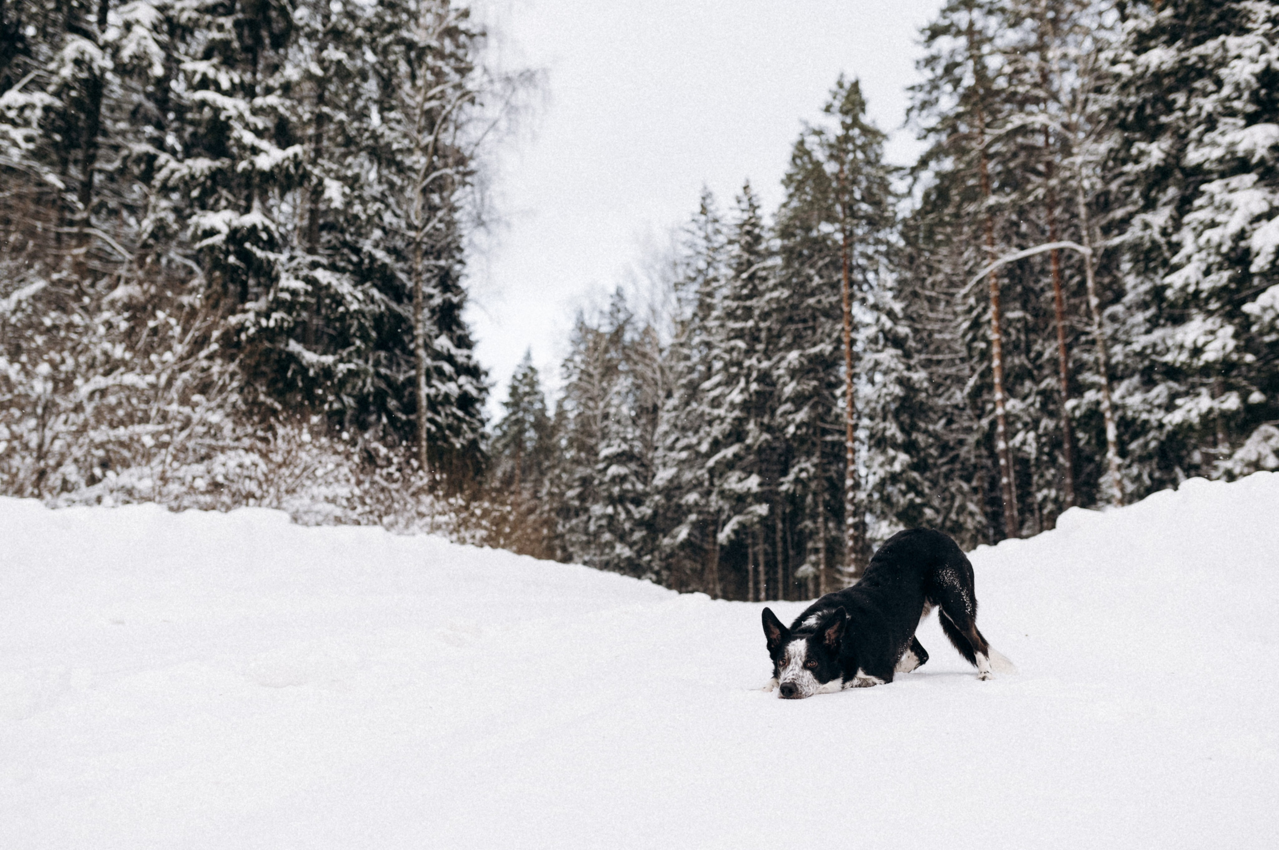 Аня и Милан. Фотограф анималист в Москве Ольга Агушева