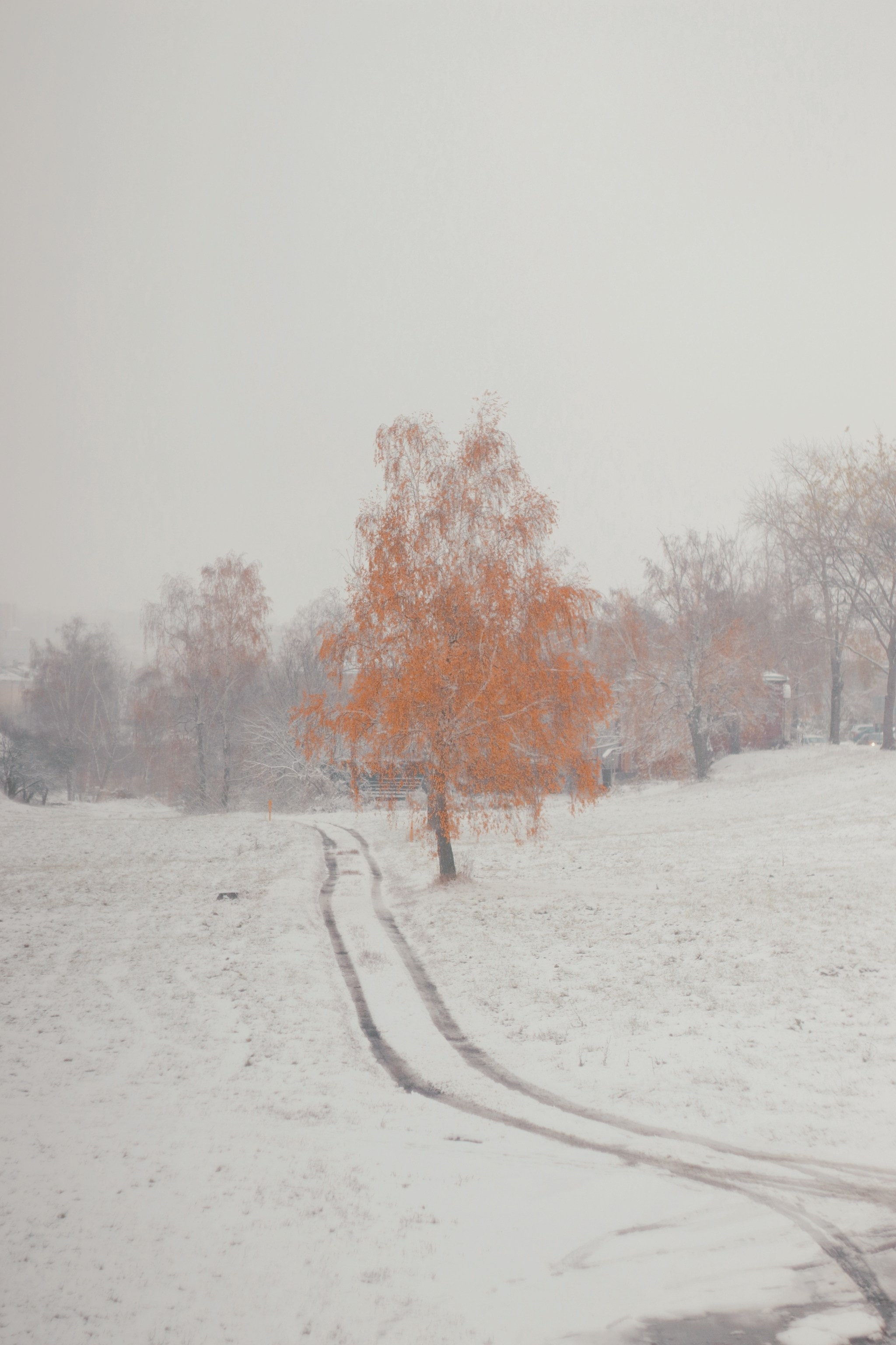 Ноябрьский снег. С любовью, фотохудожник