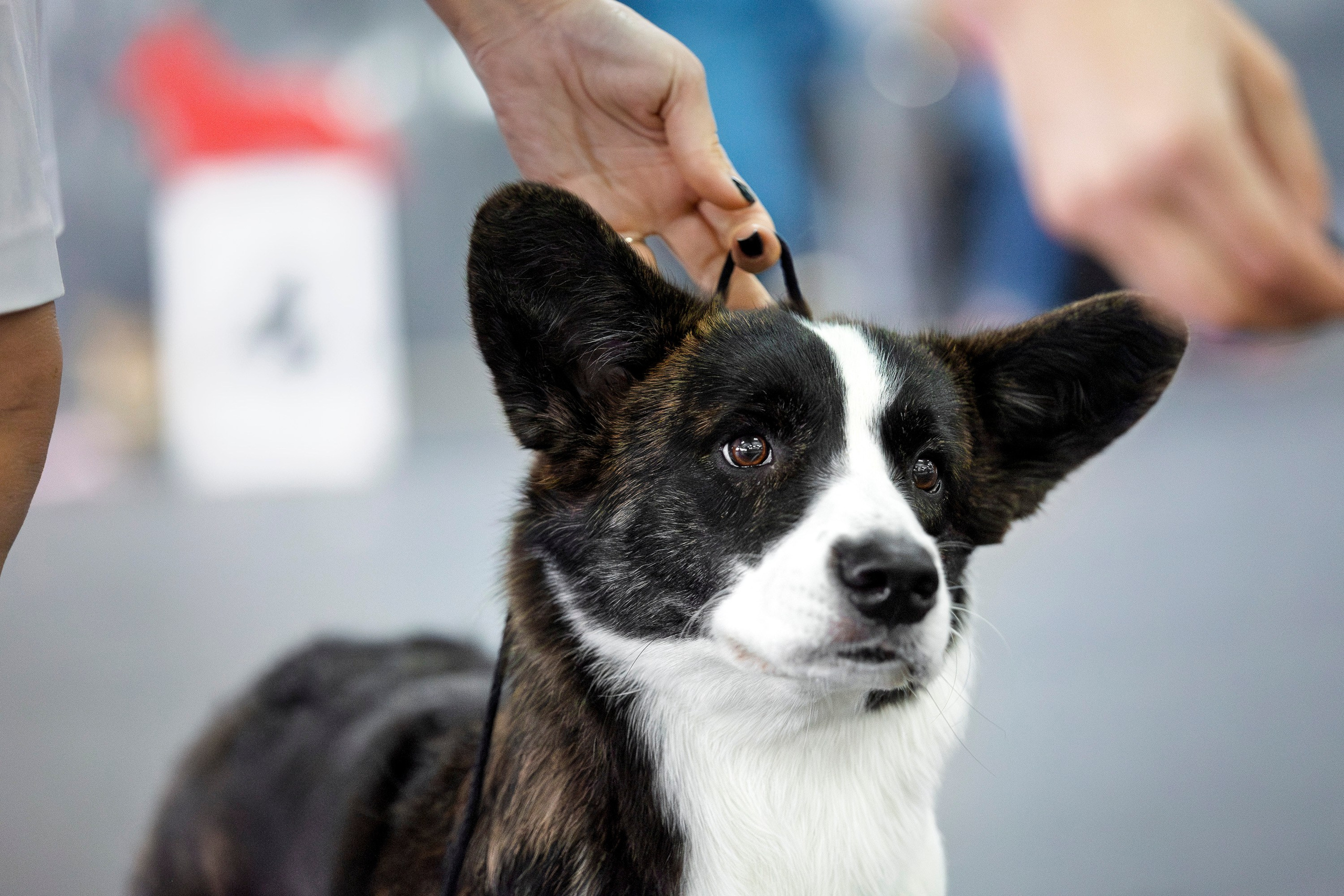 Националка ВКК 2024. Фотограф анималист, семейный фотограф, фотограф собак Комратова Мария. г. Москва