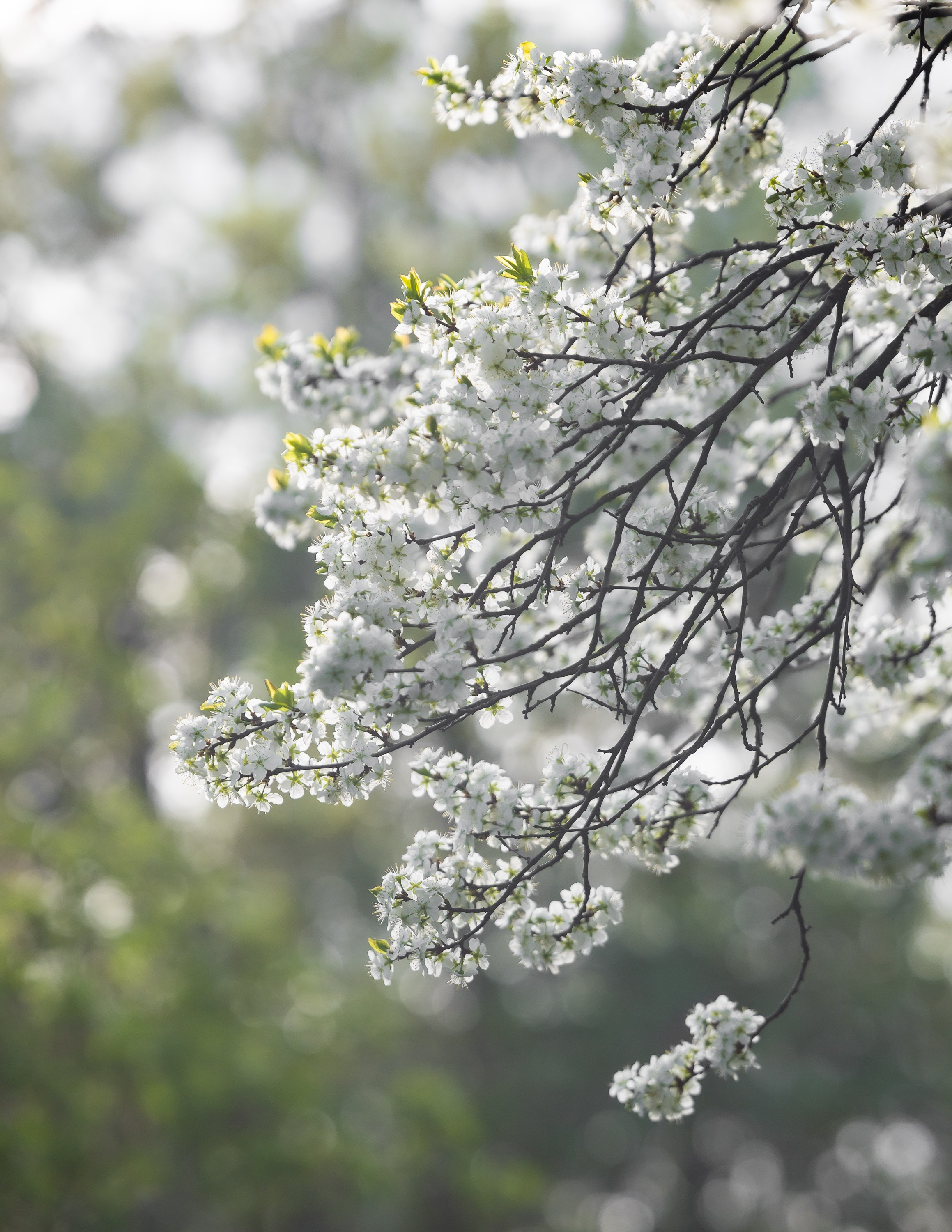 Природа. Фотограф Владимир Охрименко