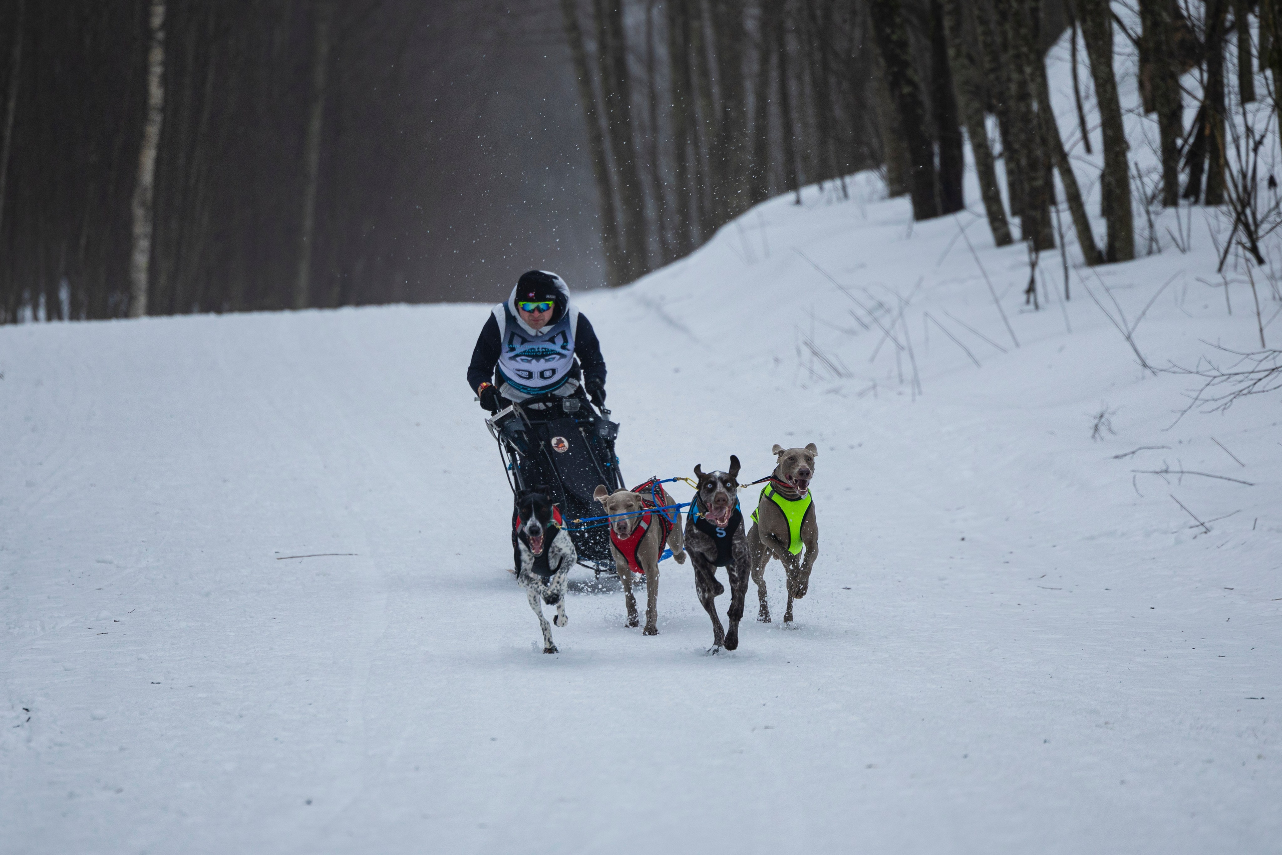 Зимний Чемпионат Санкт-Петербурга по ездовому спорту. Фотограф-анималист Анна Маринич