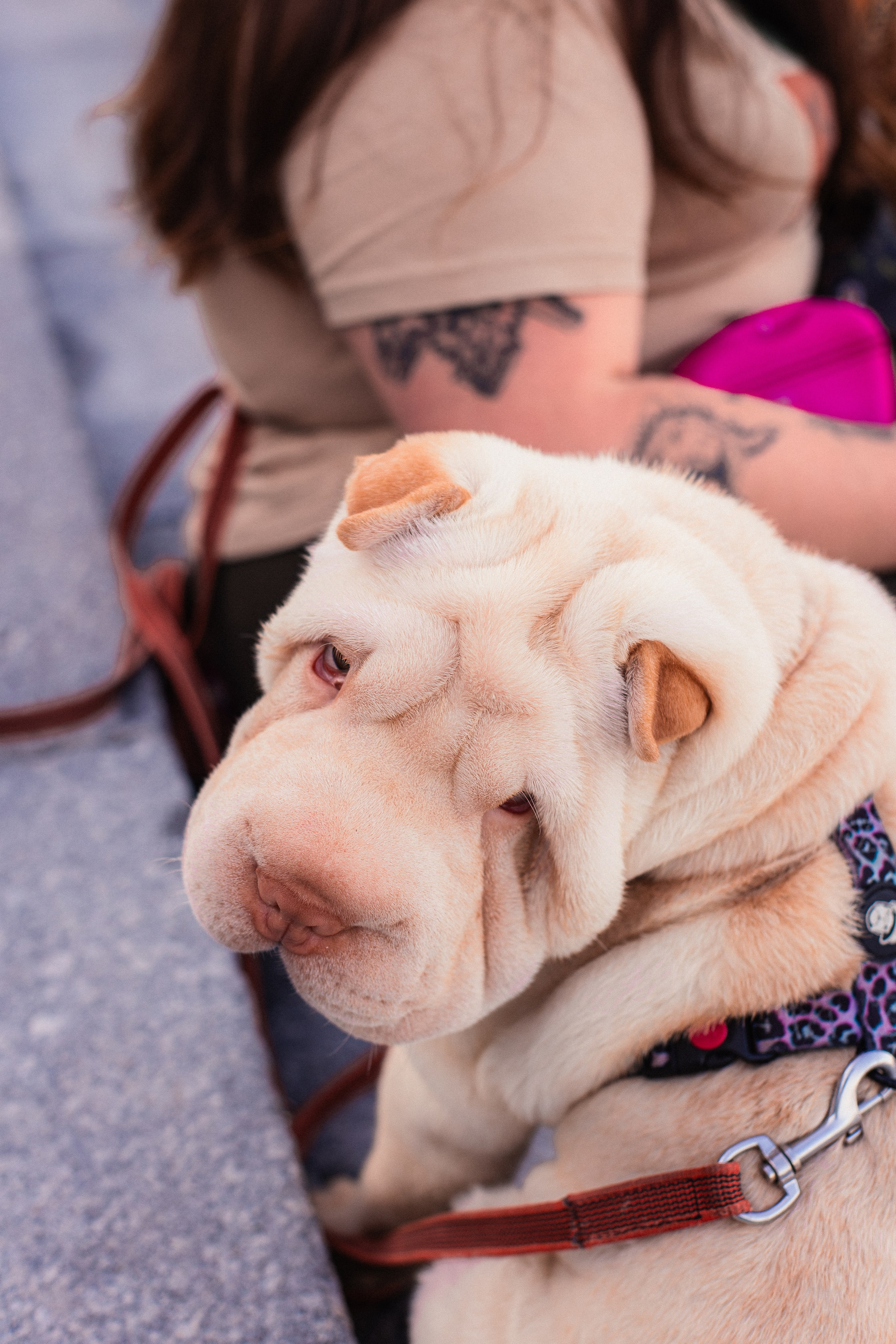 Алёна, Лагерта и Зефир. Фотограф-анималист Мария Баркевич | Москва