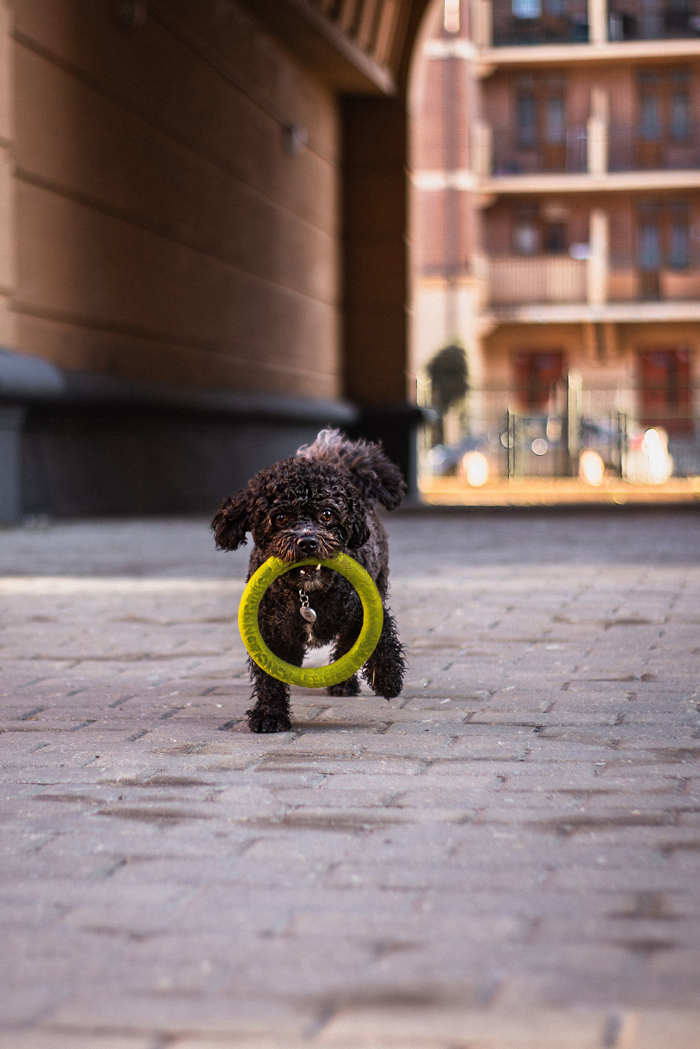 Анна и Бруно. Фотограф-анималист Мария Баркевич | Москва
