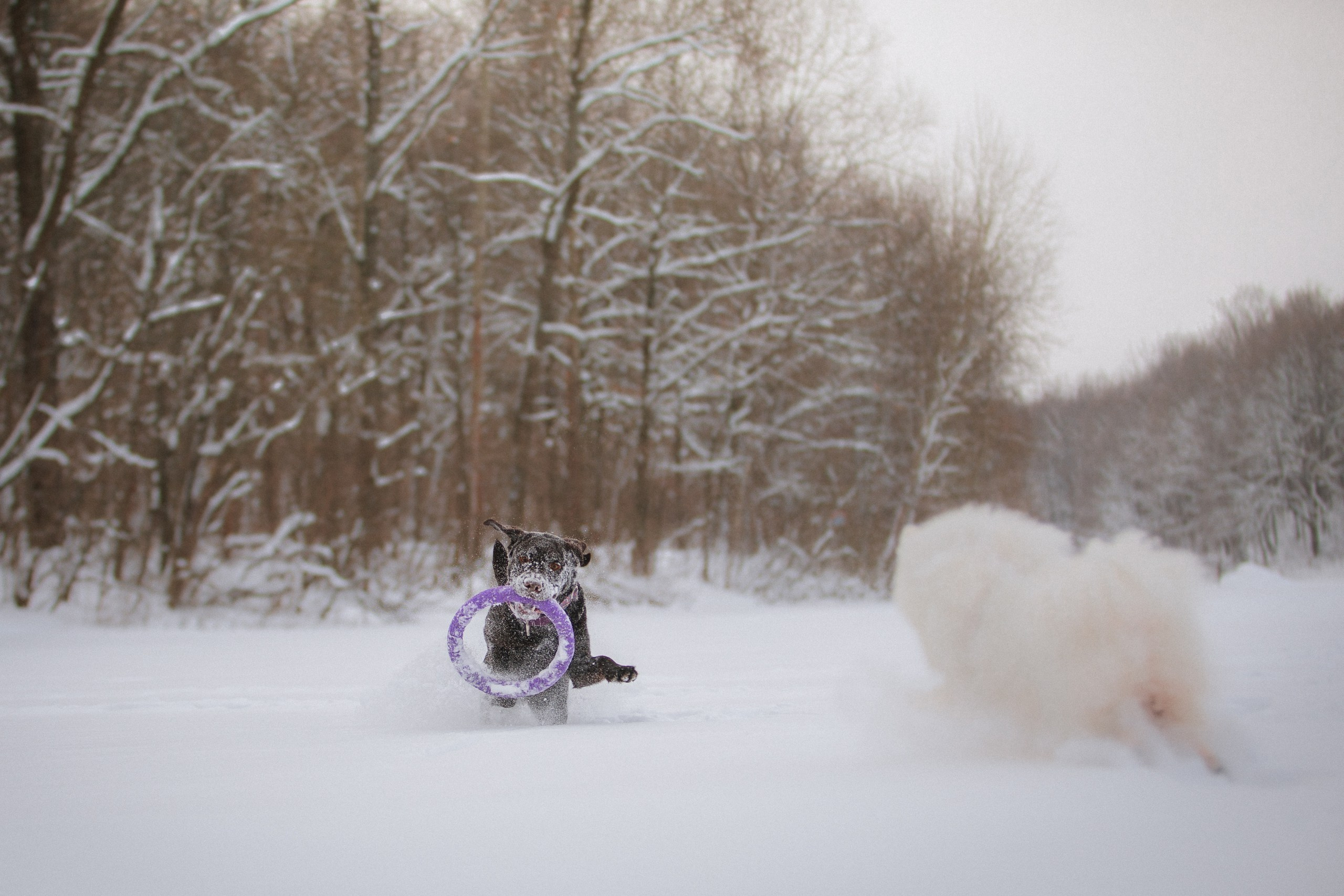 Йоло и Акира. Фотограф анималист Кузнецова Анна Нижний Новгород