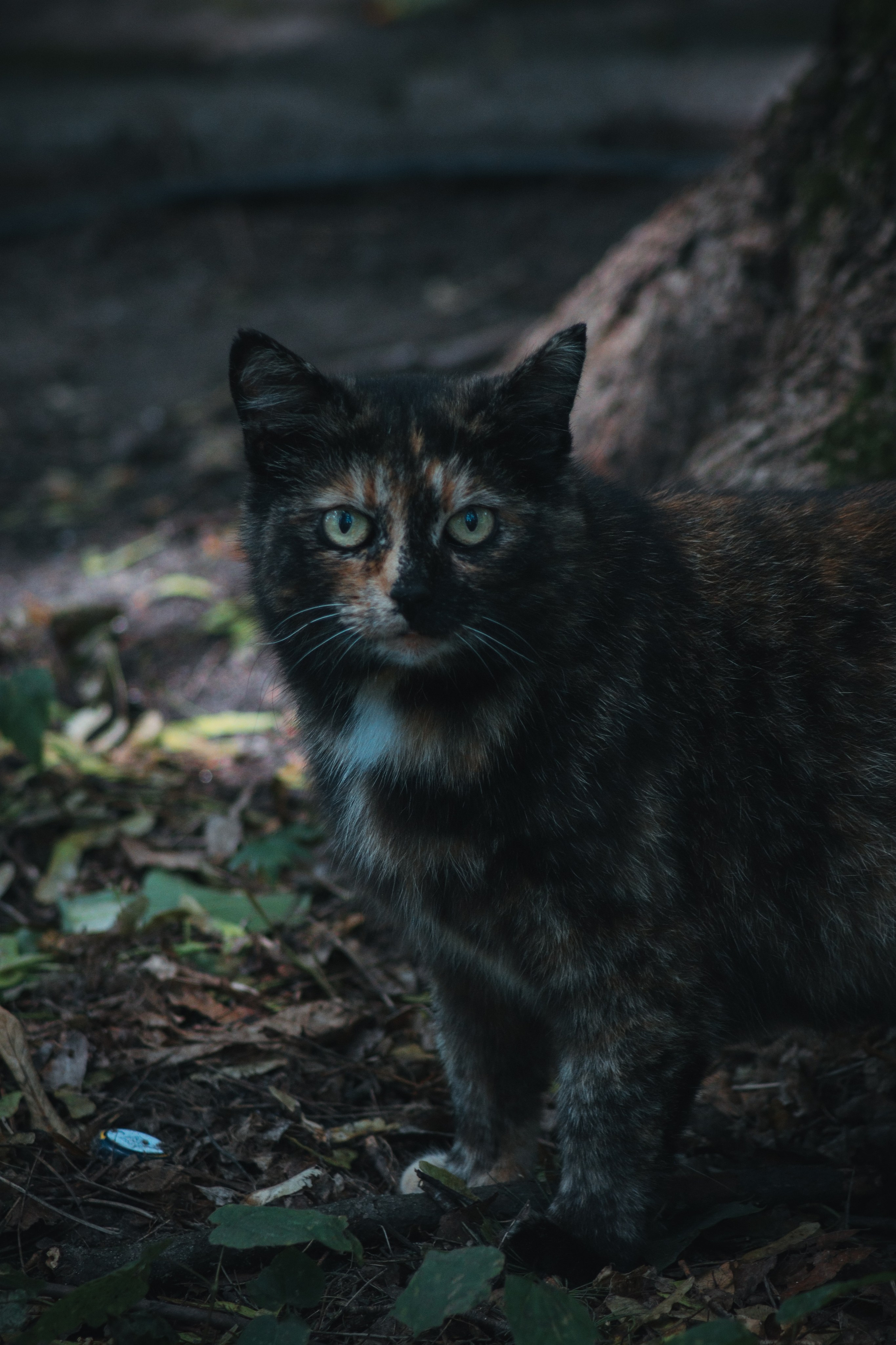 Р А З Н Ы Е — К О Т Ы. — Digital Noise —