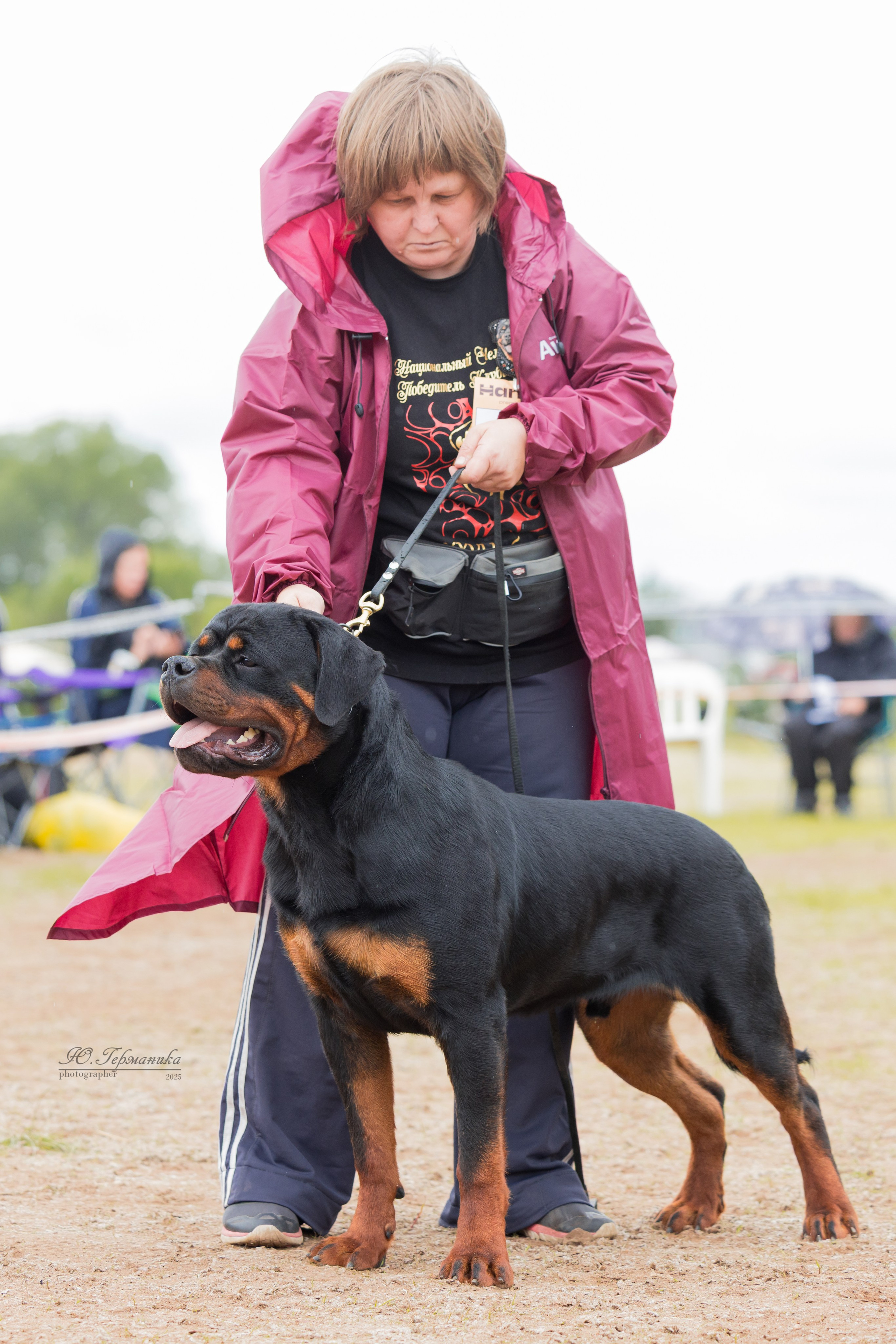 Тверь ротвейлеры 5-6.07.2025. Фотограф-анималист Юлия Германика