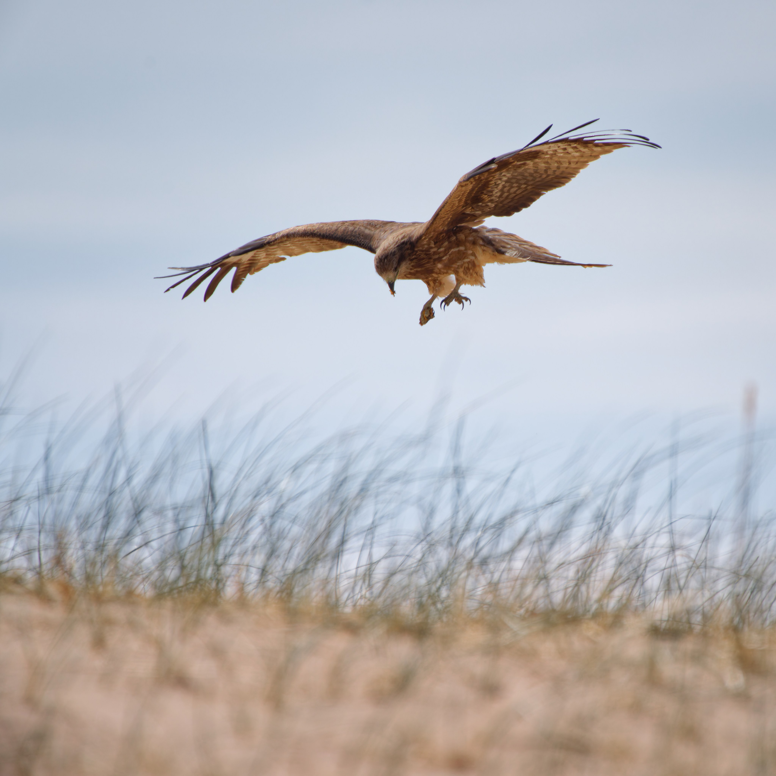 Экспедиция в Монголию (Гоби). Семоха Валерий. Фотограф