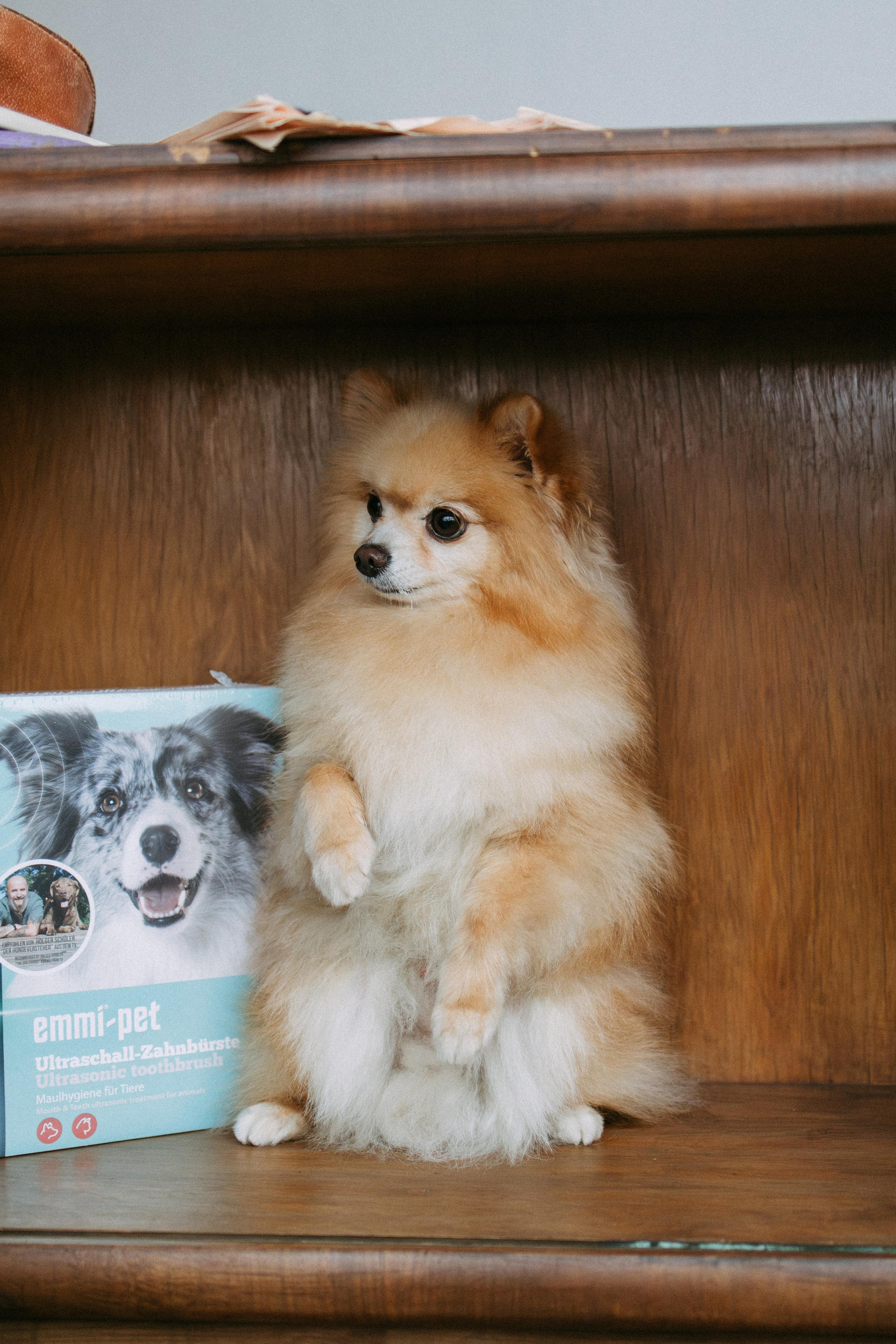 Orozyme&Emmiepet. Фотораф — анималист Мария Шистка