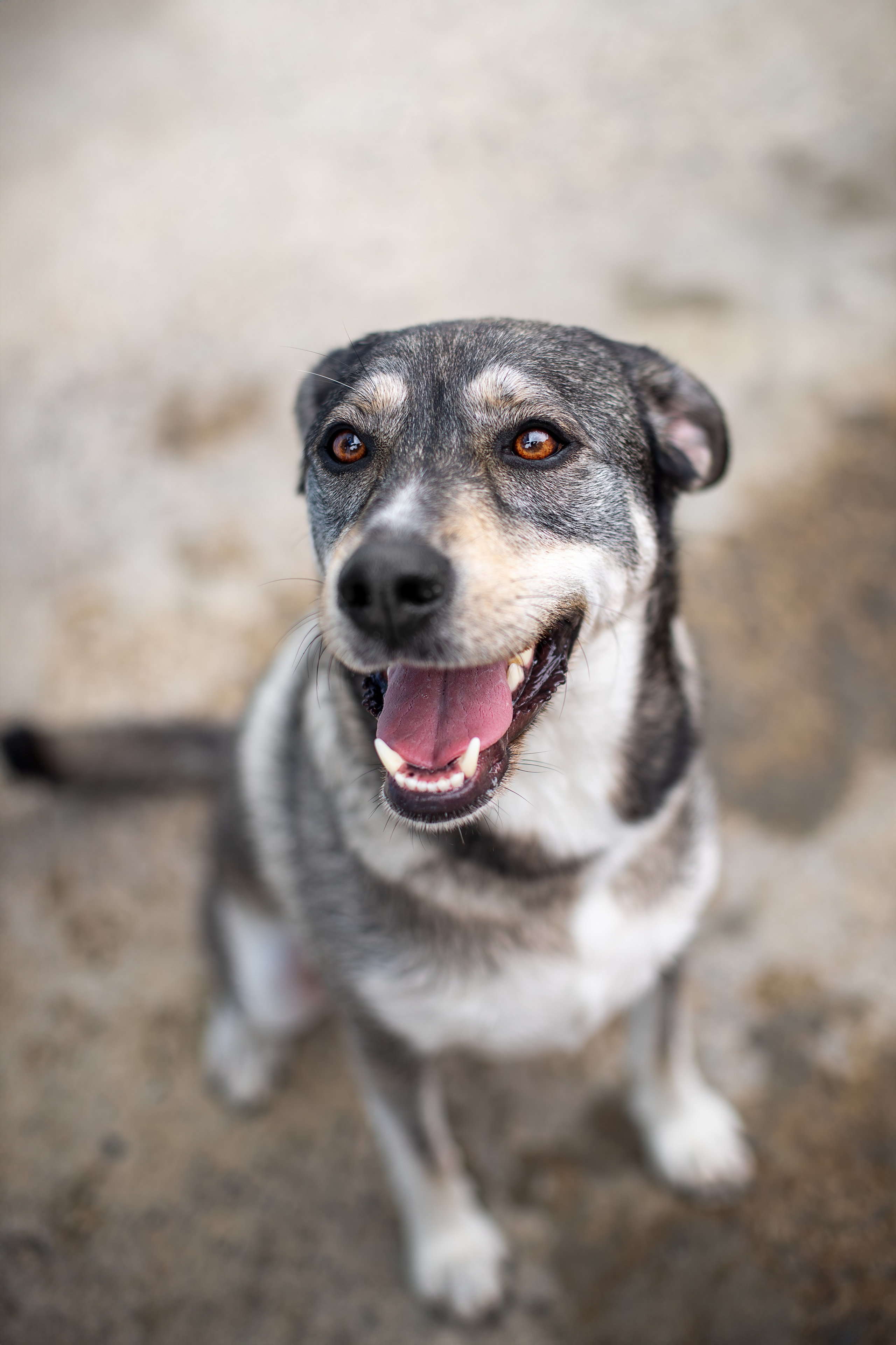 Мини-приют «Возрождение». Ирина Голомб|Фотограф-анималист в  Сочи и Калининграде