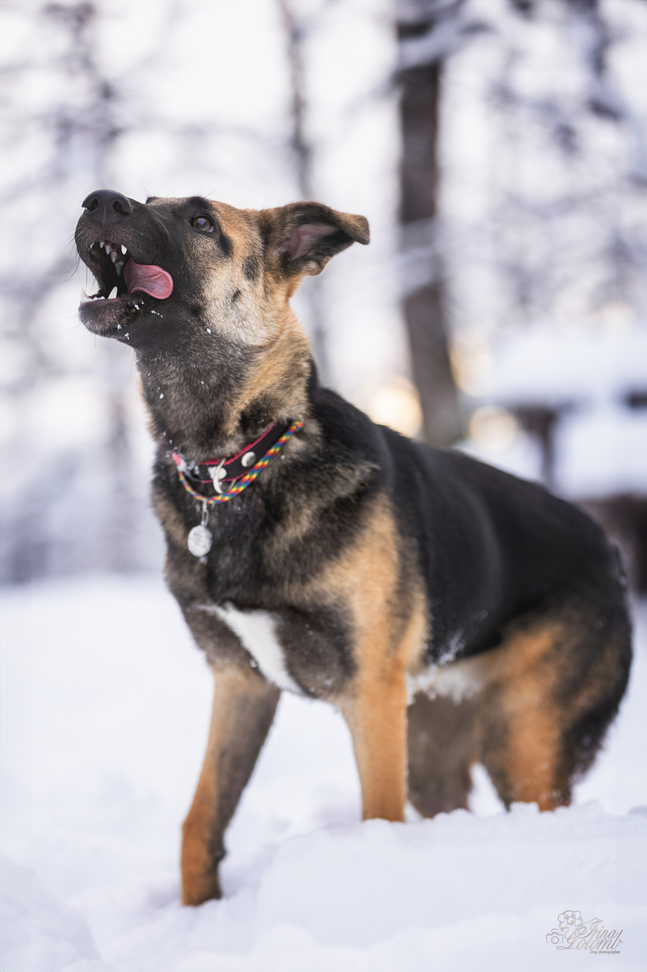 Догтуса Тропа Ефремова. Ирина Голомб|Фотограф-анималист в  Сочи и Калининграде