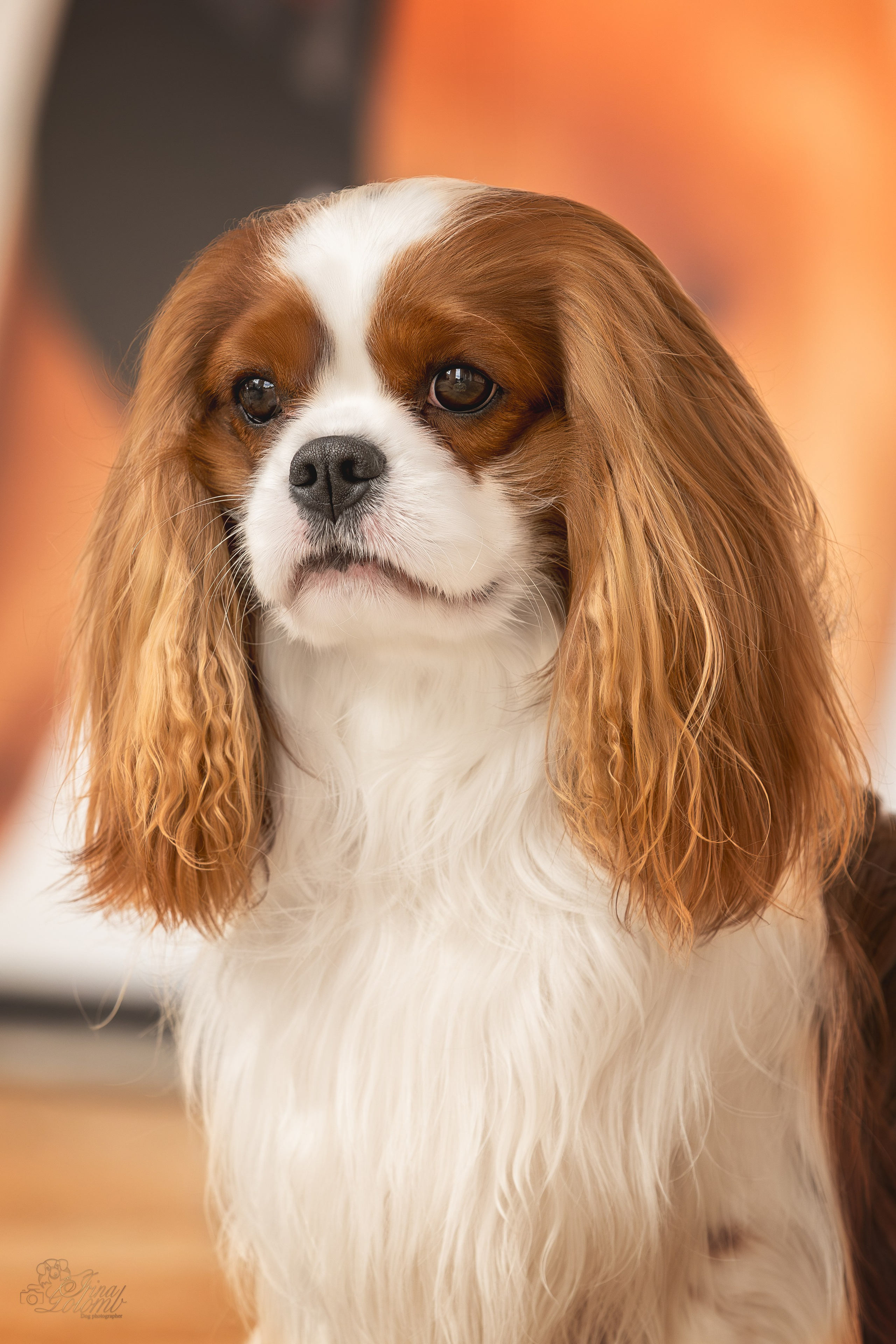 Симба, ККЧС. Ирина Голомб|Фотограф-анималист в  Сочи и Калининграде