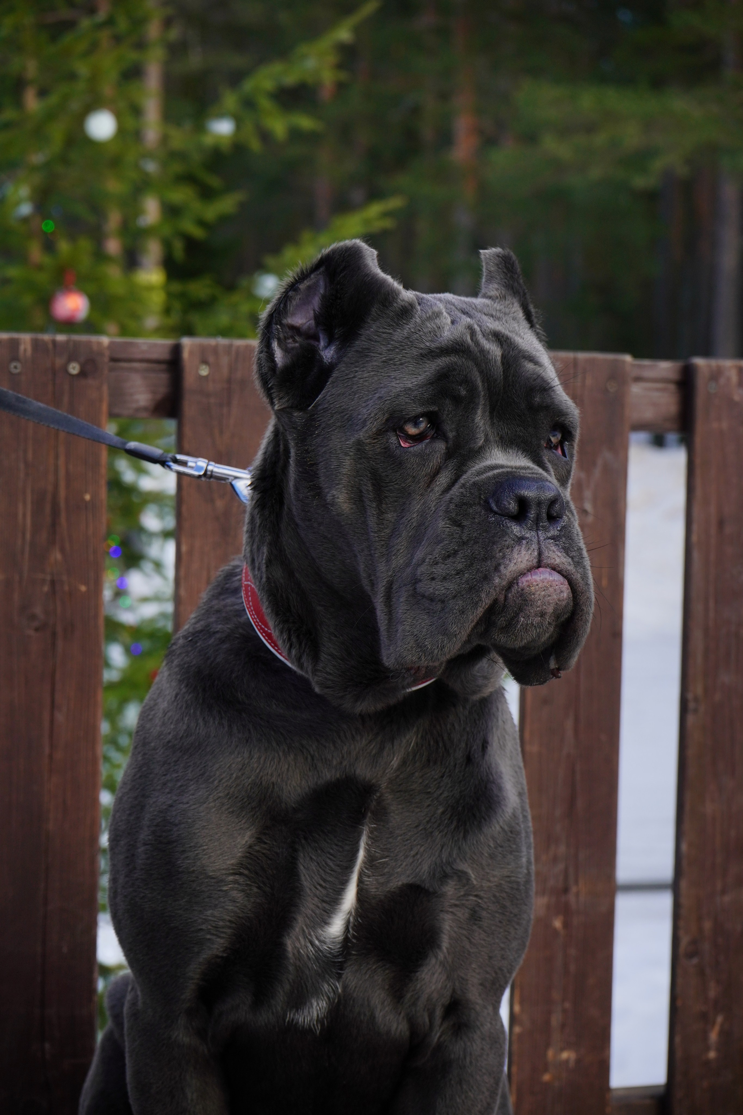 Фотосессии Пушистиков. Фотограф в Санкт-Петербурге Виктория Барышникова