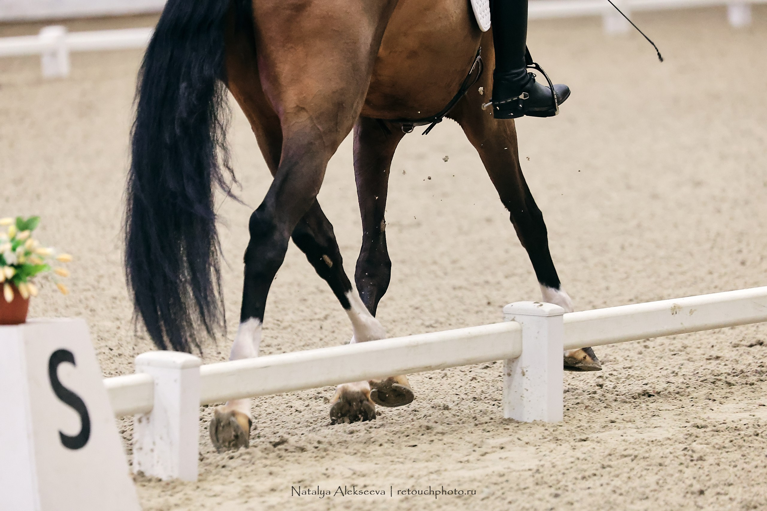 Maxima Masters Eurasia по выездке, Maxima Stables | 12'2023. Репортажный фотограф и ретушер в Москве Наталья Алексеева