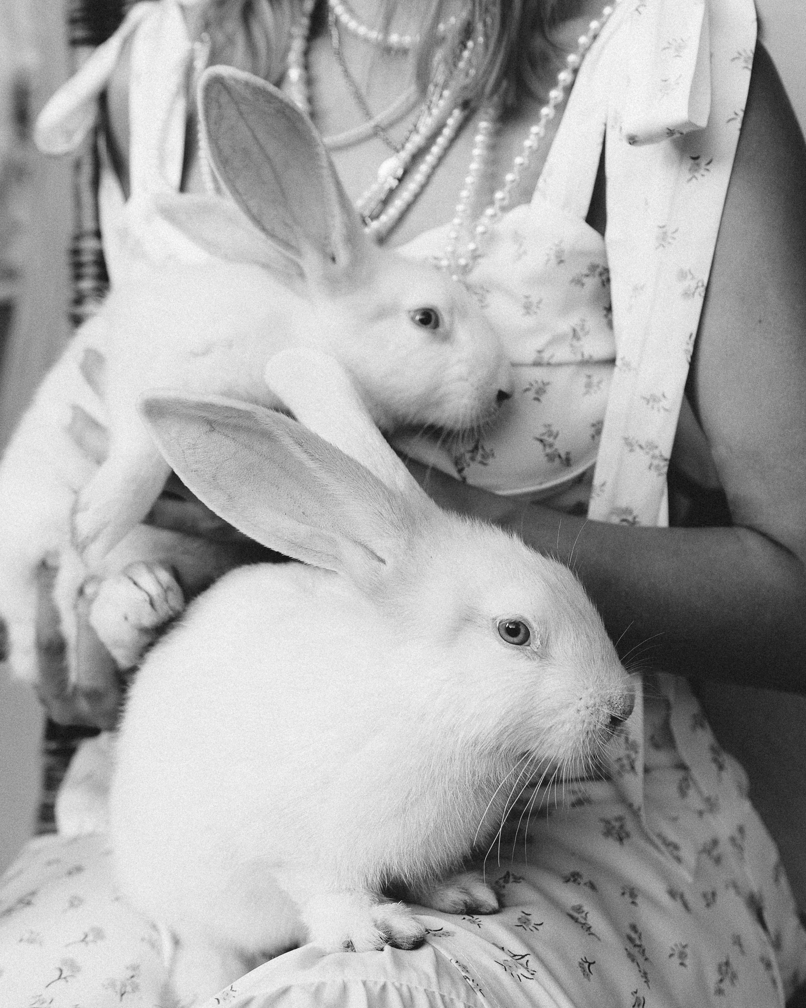 Алиса в стране кроликов. Фотограф Екатеринбург Алина Станицкая