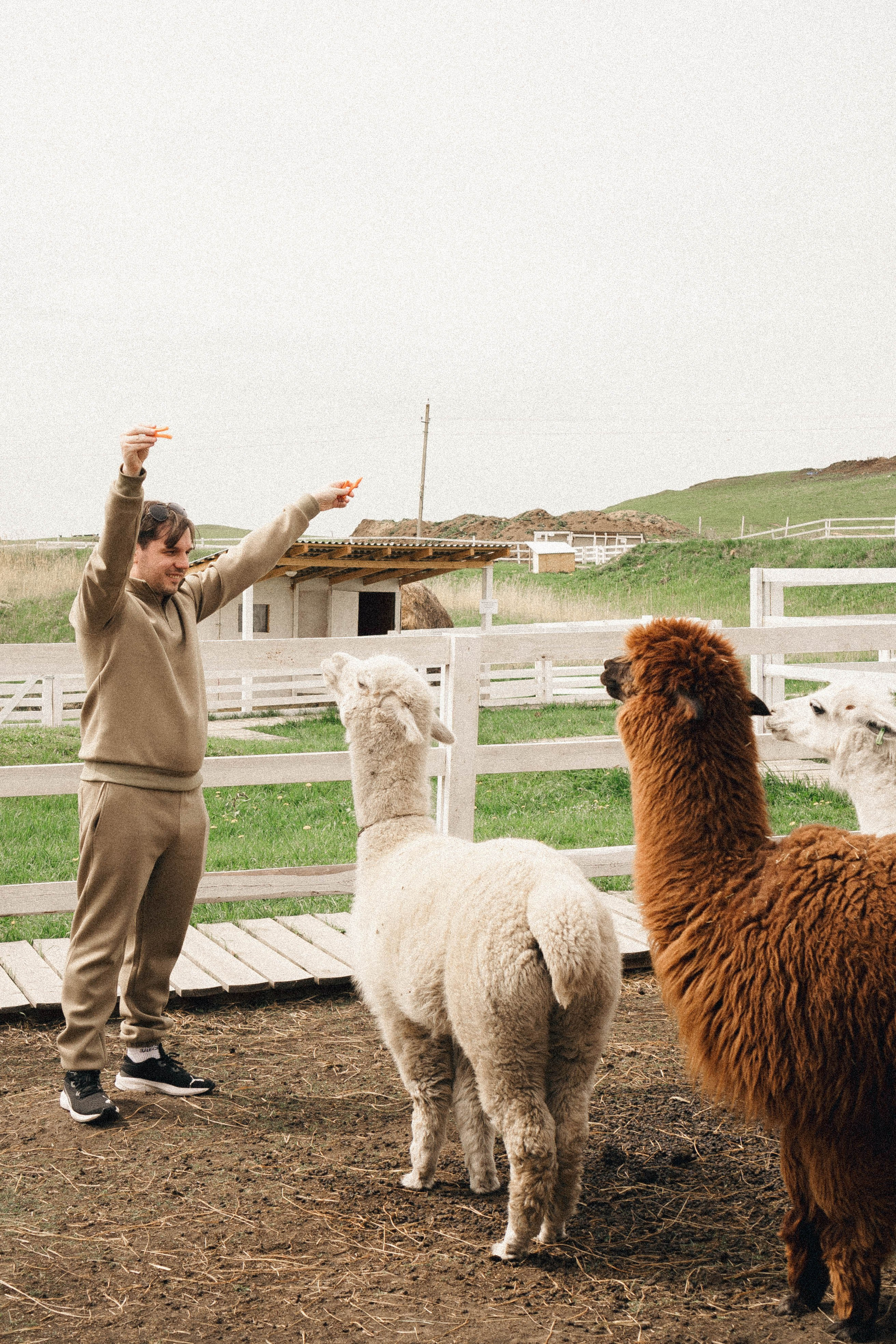 Ферма Альпак. Профессиональный фотограф, Санкт-Петербург — Виктория Богомолова
