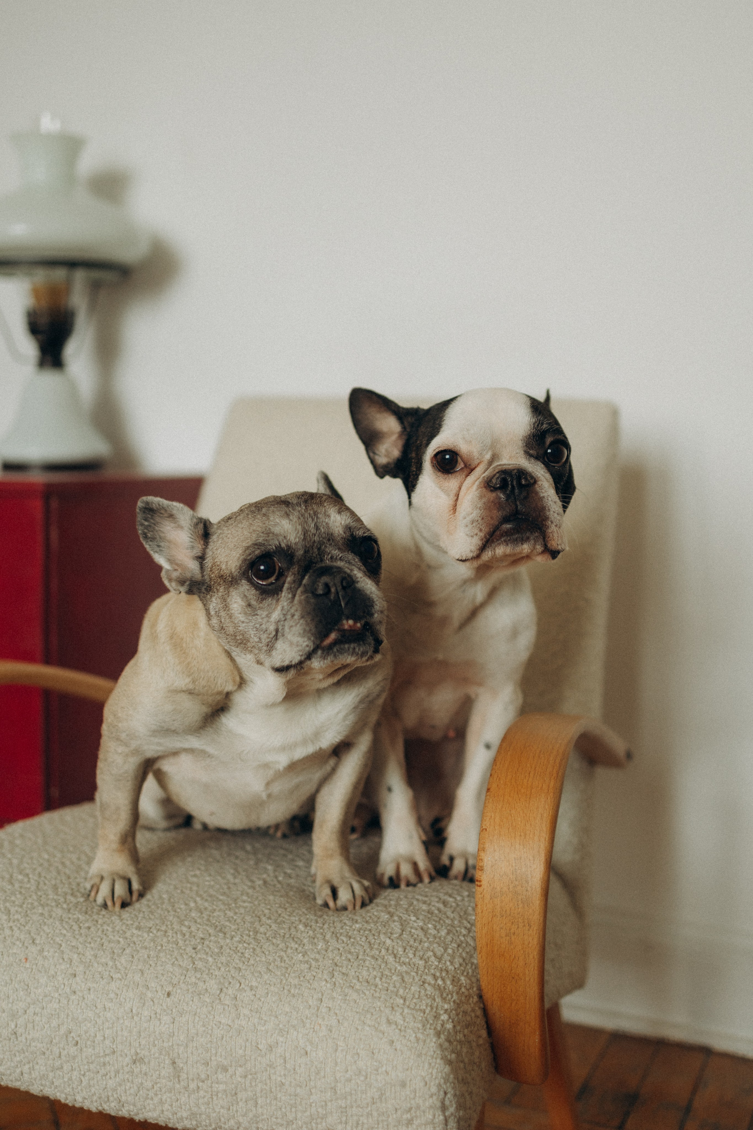 Зефирка, Булка и их Ро. Фотораф — анималист Мария Шистка