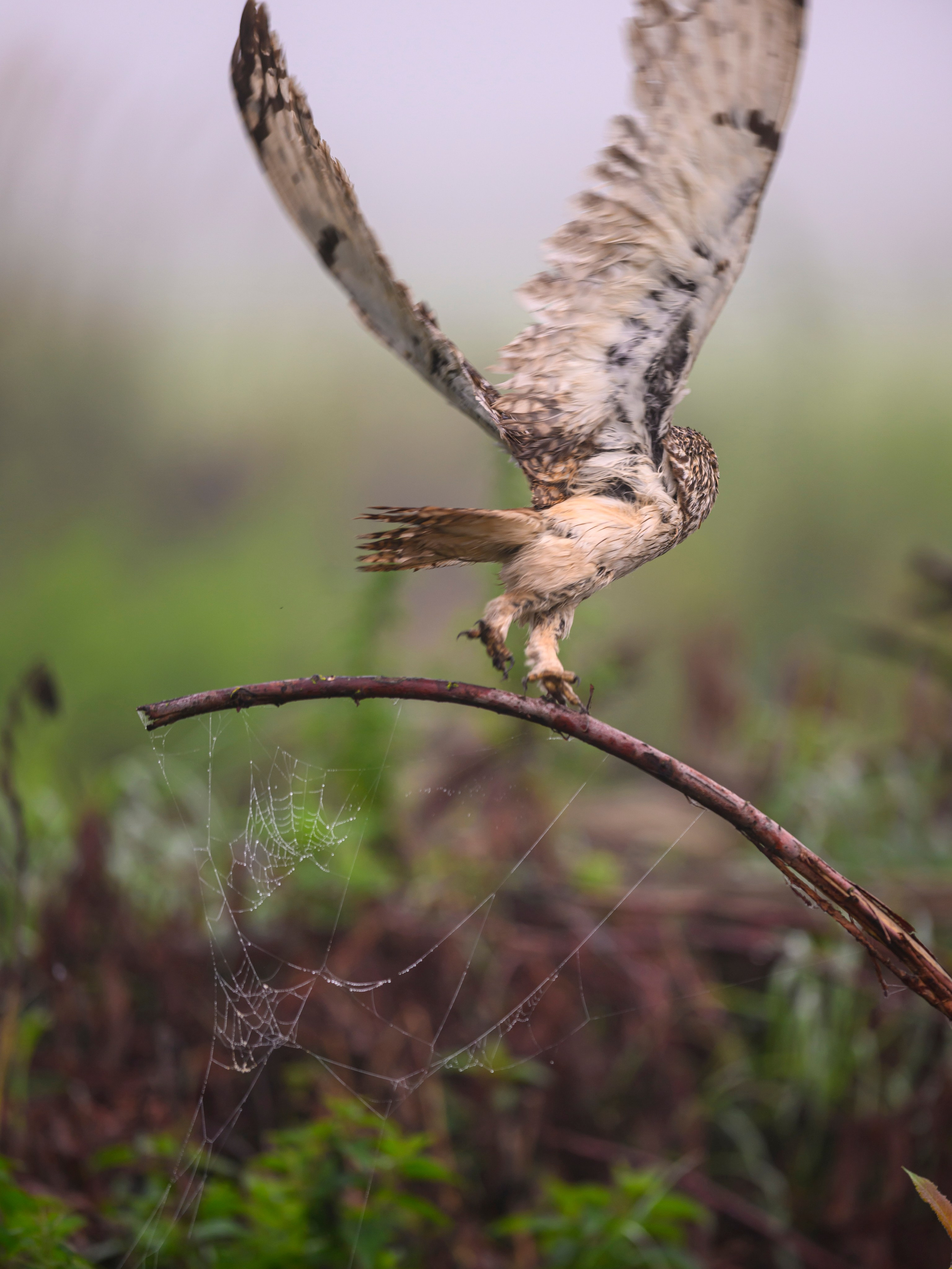 Сова вернулась. The owl has returned. Wildlife photography by Sergey Puponin