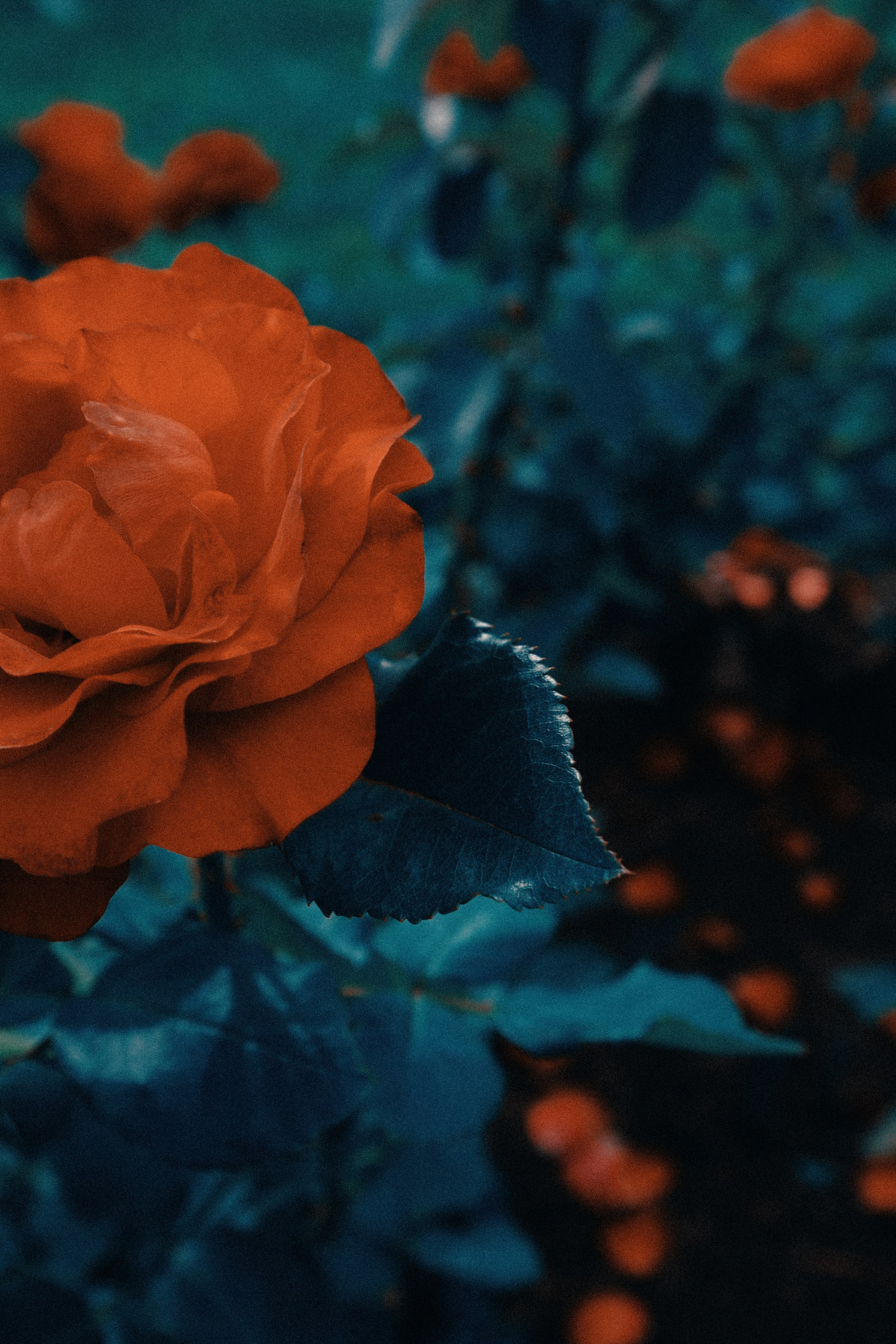 ВДНХ. Фотограф Алиса Аспер