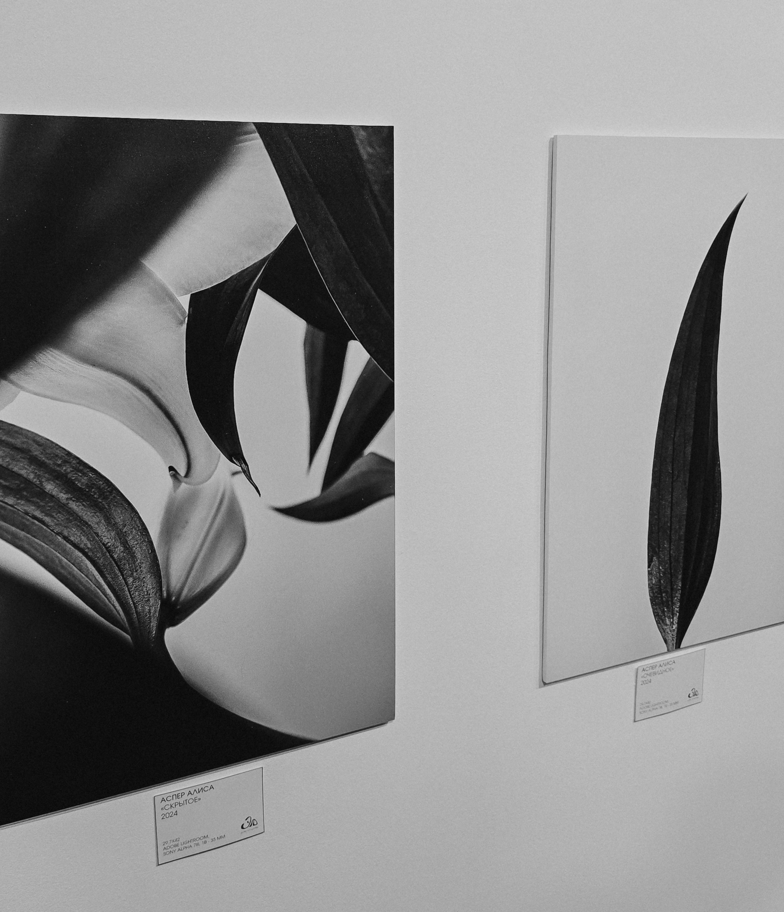 «Люди и растения». Фотограф Алиса Аспер