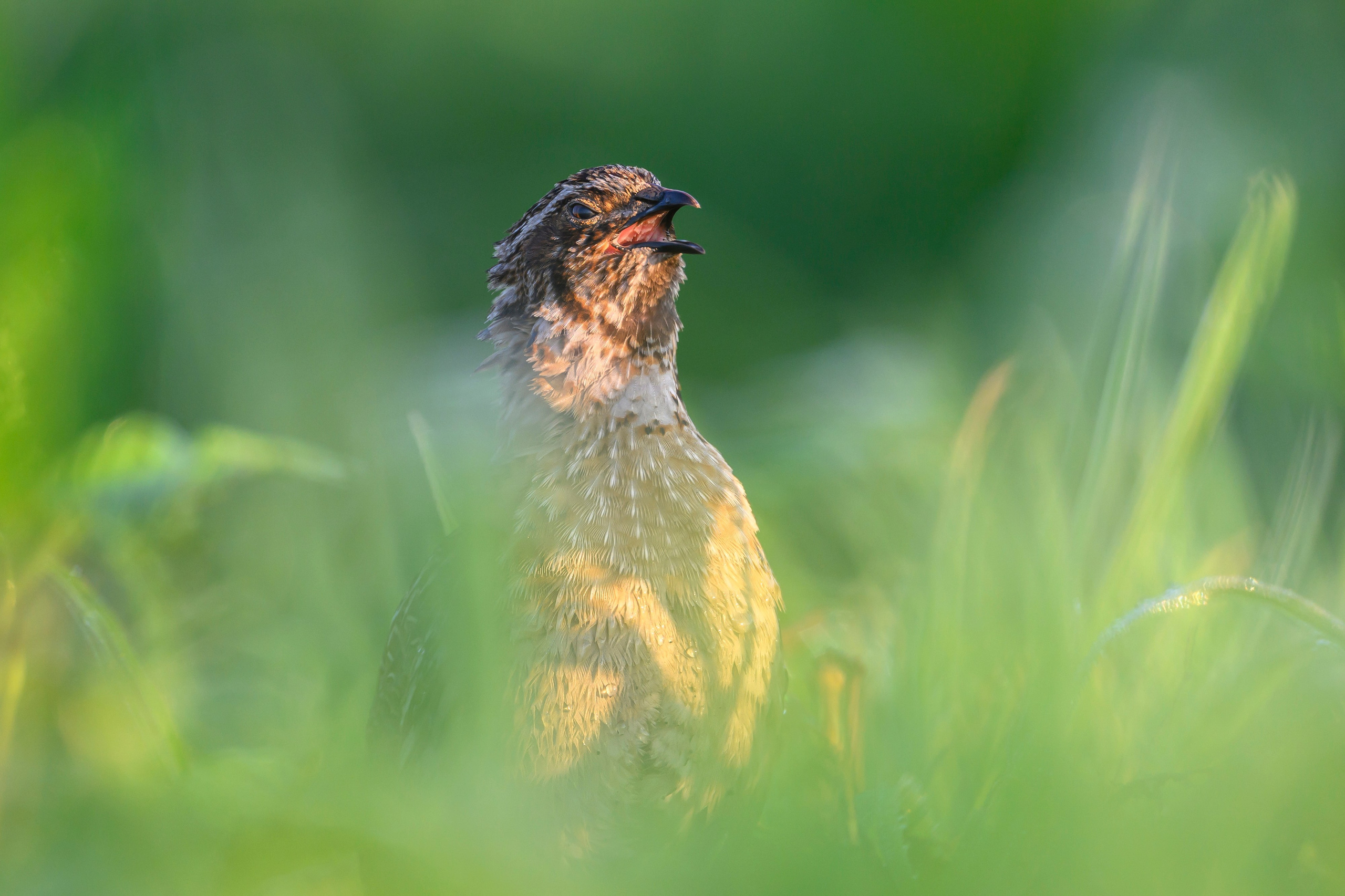 Перепела часть V. Wildlife photography by Sergey Puponin
