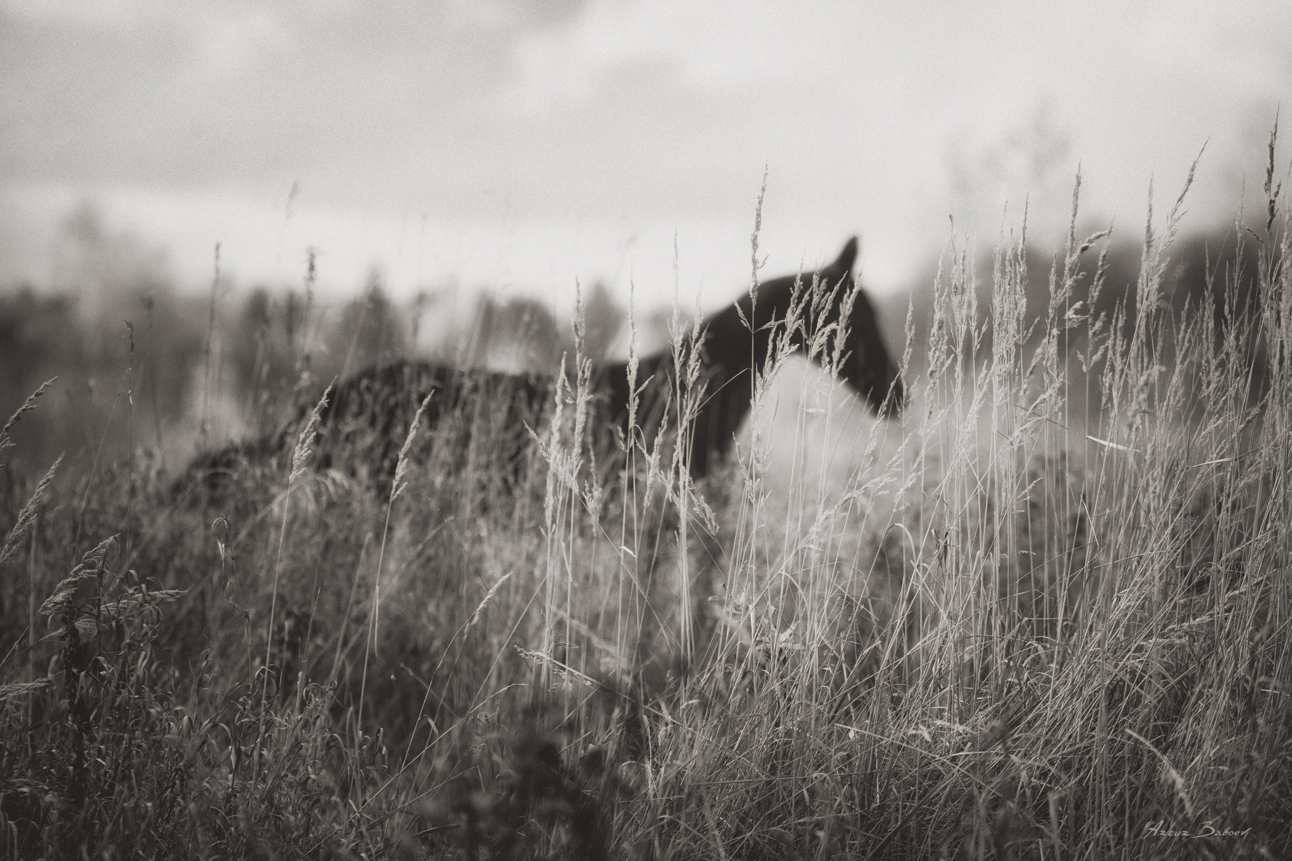 Gallery. Art photos of horses — ARTUR BABOEV | Photographer