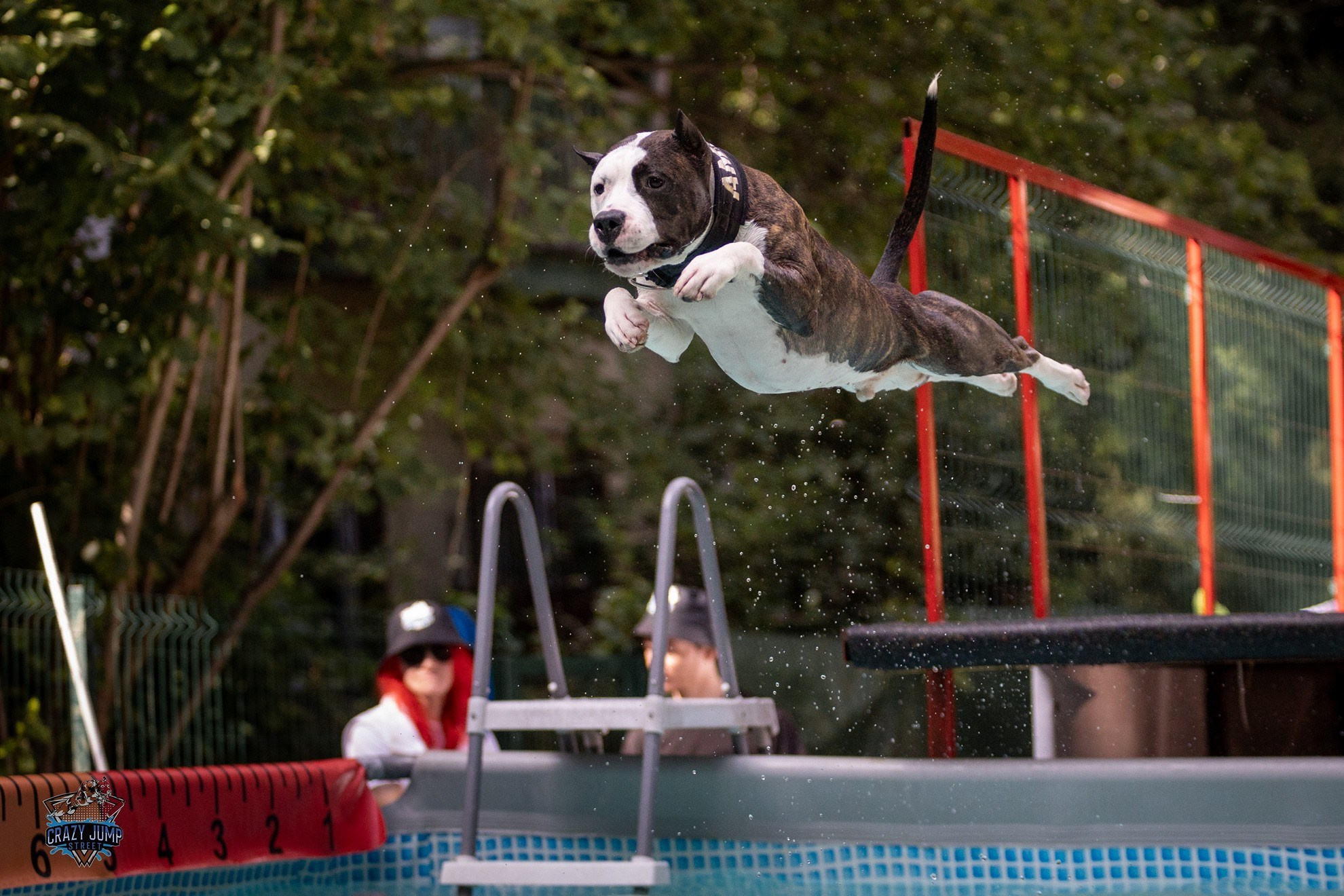 Собаки, спорт, Док дайвинг. Свадебный и репортажный фотограф в Москве и Московской области