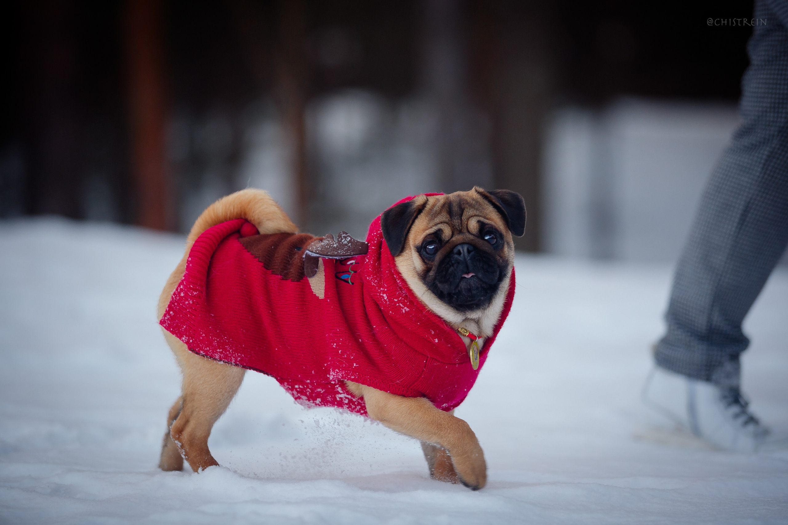 Новогоднее настроение. Роза. Фотограф-анималист Наталия Чистюхина в г. Сосновый Бор и ЛО