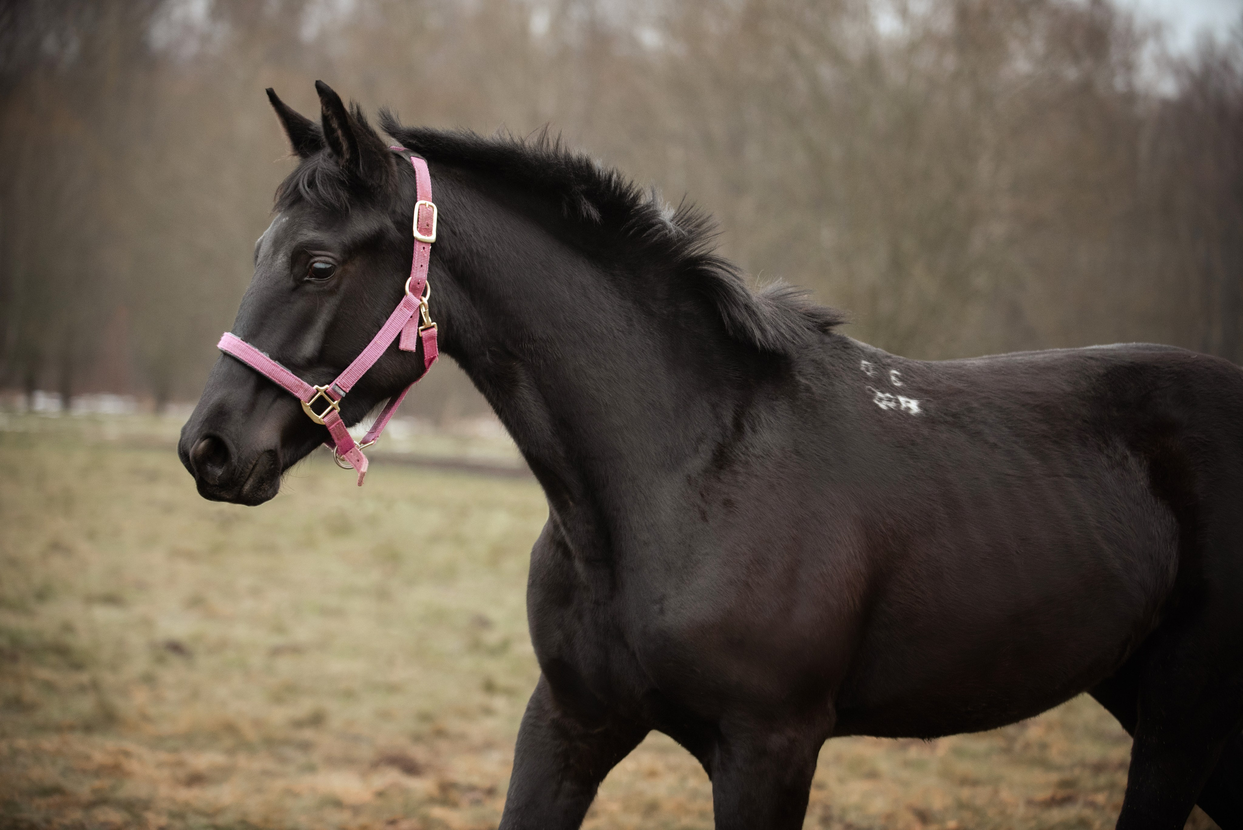 Мелкаши ЮНА. Куракина Дарья • Конный фотограф