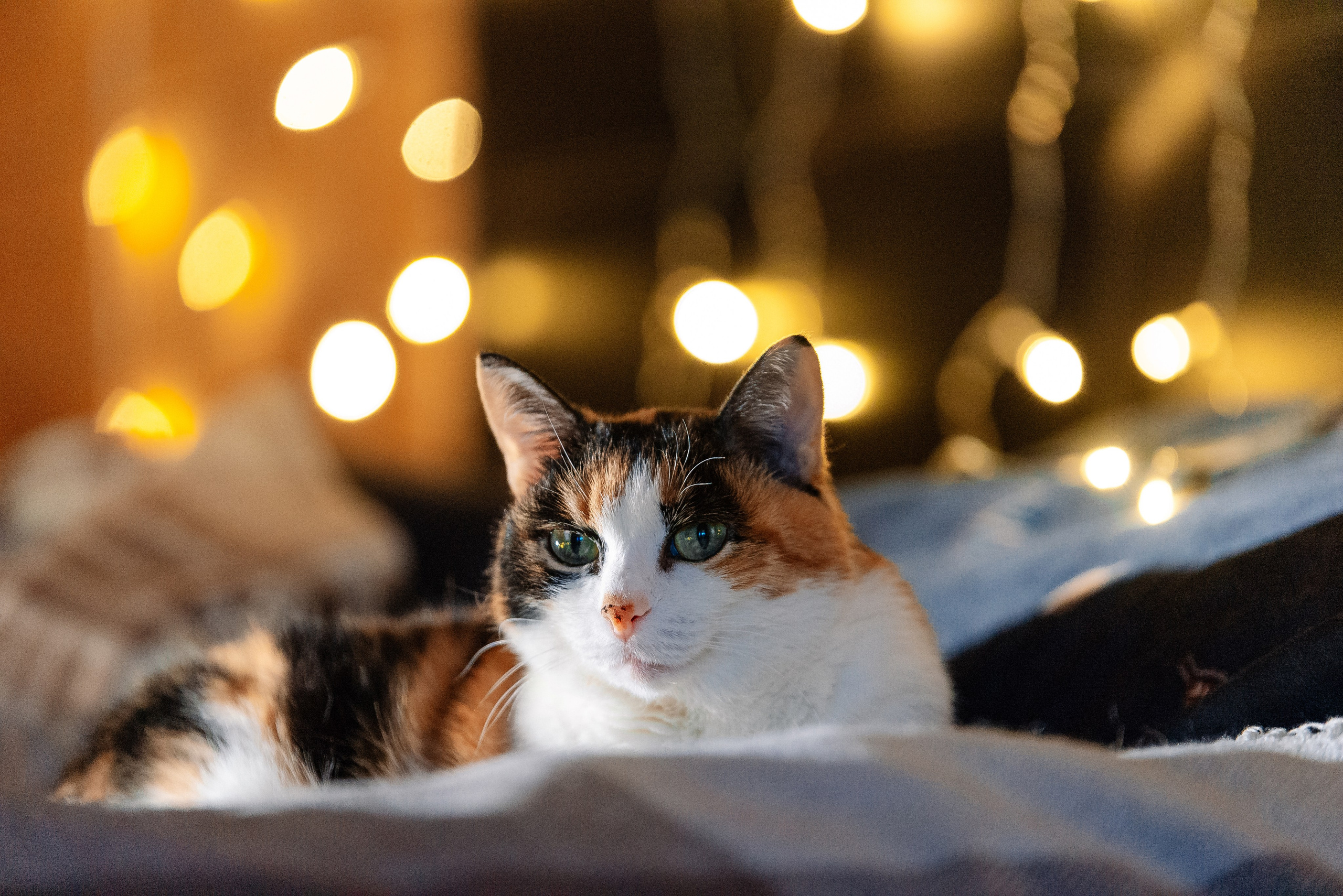 Светлана, Альфа и кошки ✨. Фотограф-анималист Анастасия Парфенова|Екатеринбург