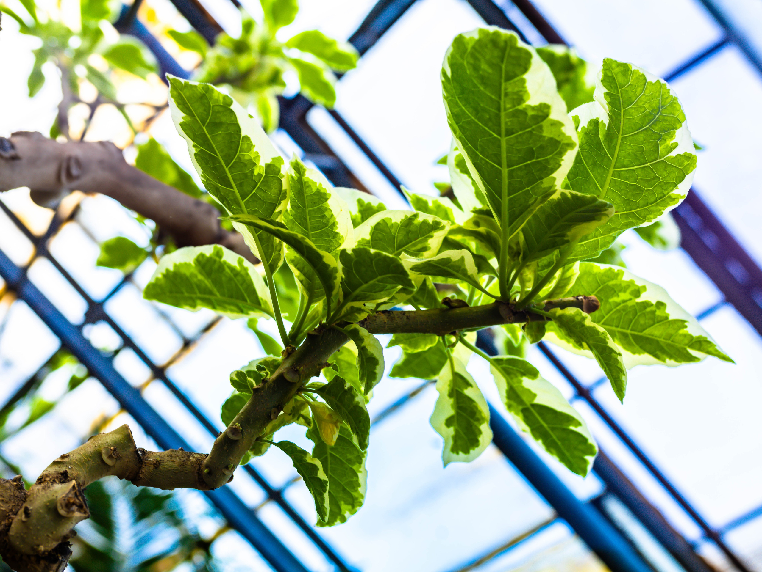 Фотографии природы Липецка. Свадебный и семейный фотограф Виолетта в Липецке