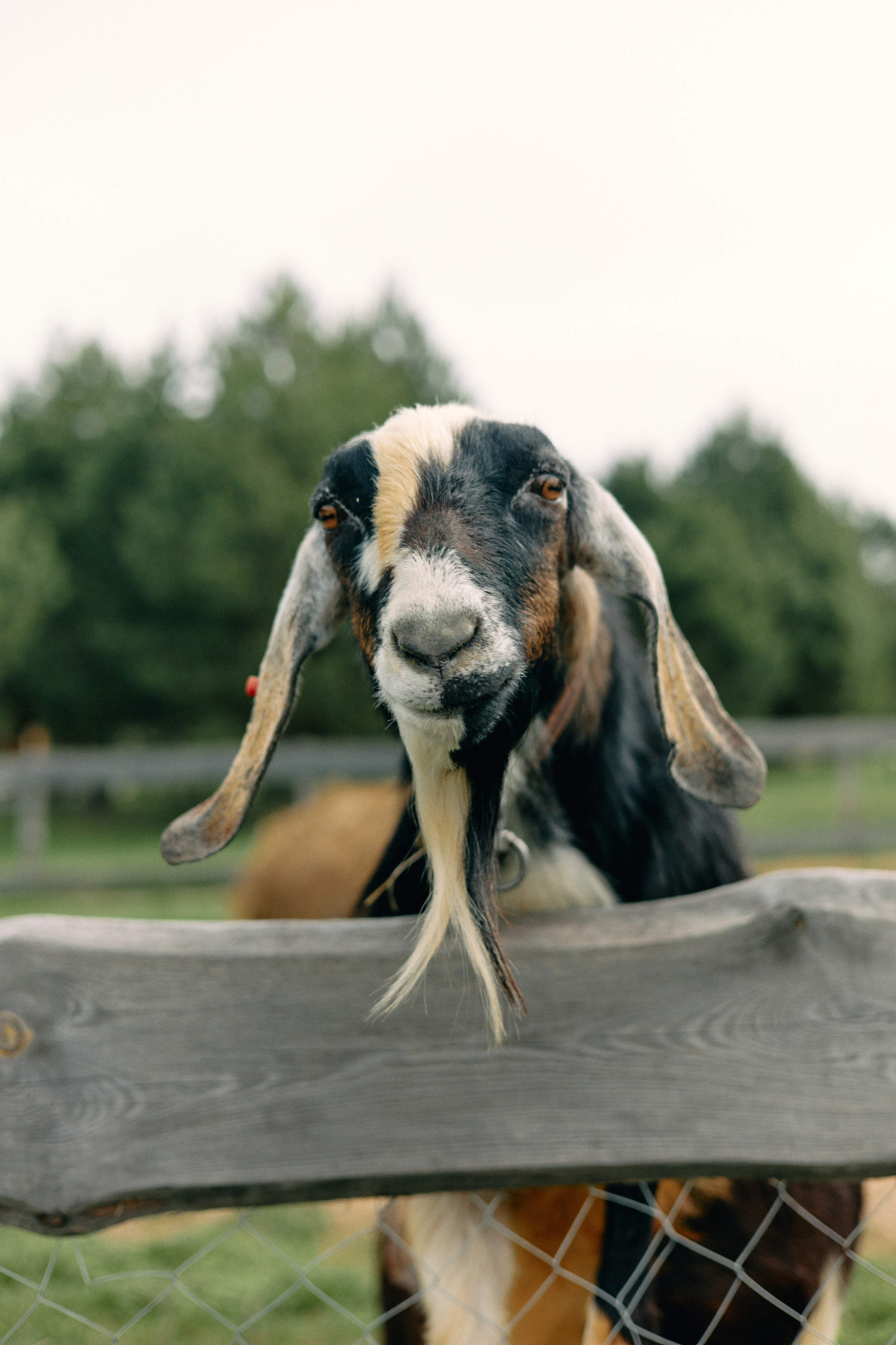 Бутик-отель Поле летом. Профессиональный Фотограф во Владимире, в Москве и в Суздале — Полина Романычева