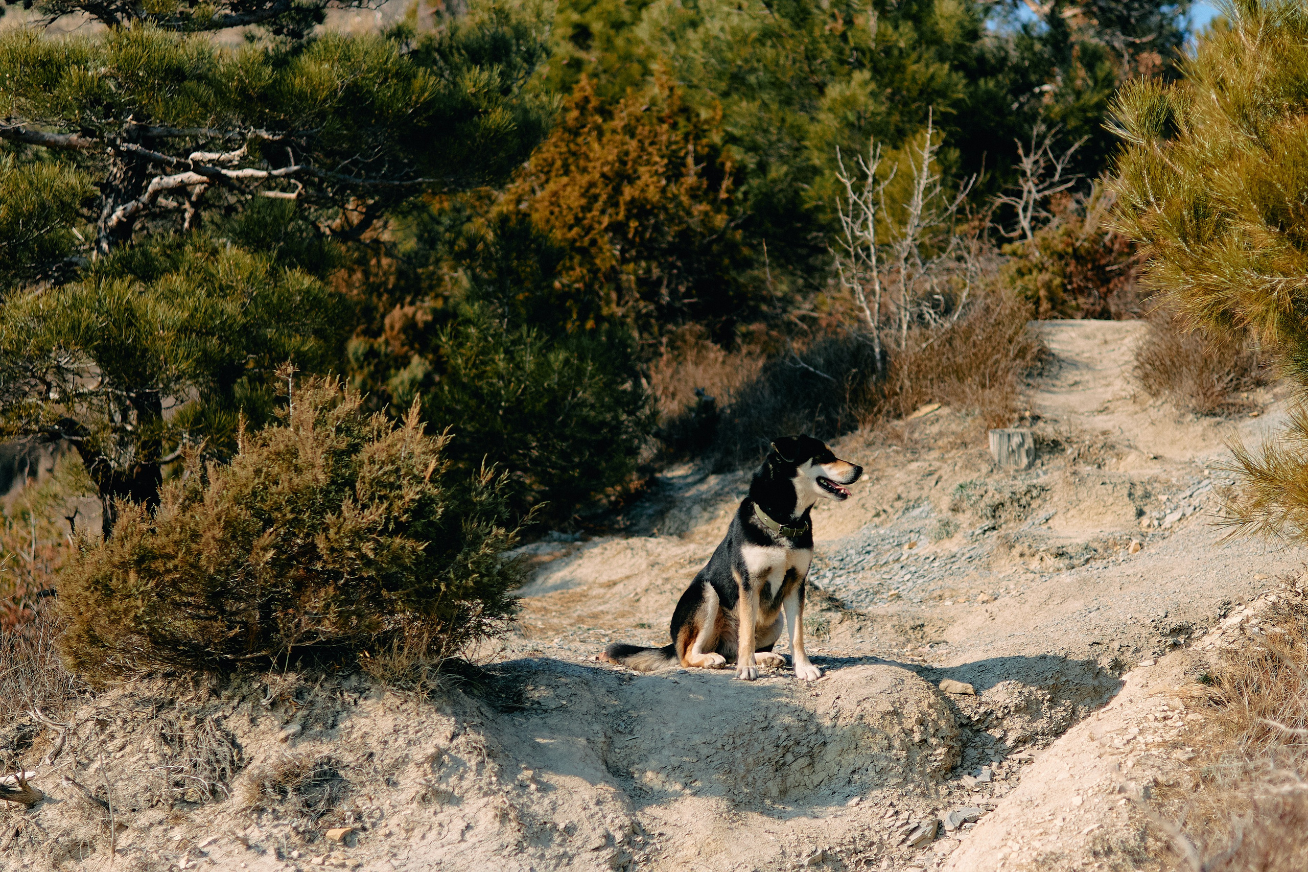 Юг России. Профессиональный Фотограф во Владимире, в Москве и в Суздале — Полина Романычева